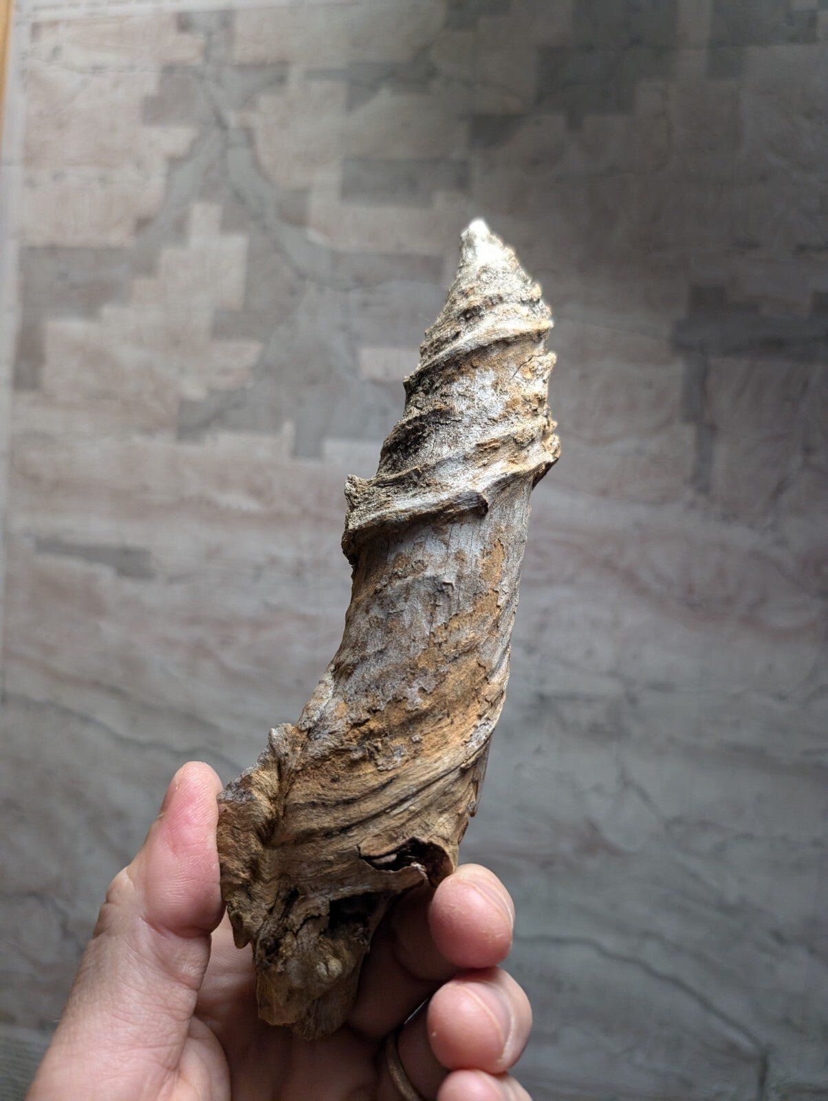 A weathered, spiraling driftwood piece with a rough, textured surface and natural brown tones.