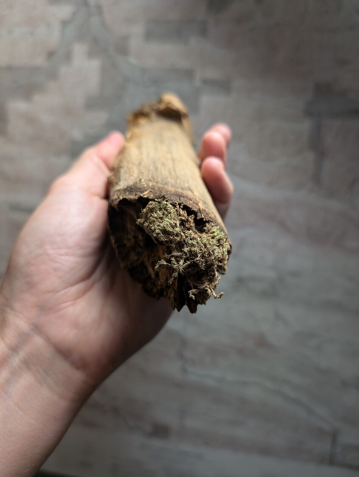 Natural Pine Knot Wooden Forest Decor Arkansas USA - Home Crafts Terrariums - Crafts:Multi-Purpose Craft