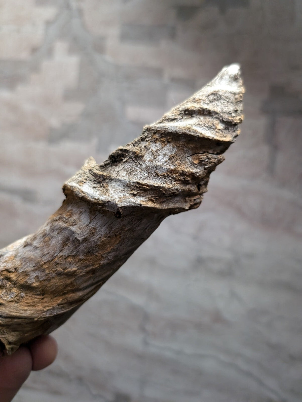 A weathered, spiraled driftwood piece with a rough, textured surface and natural brown tones.