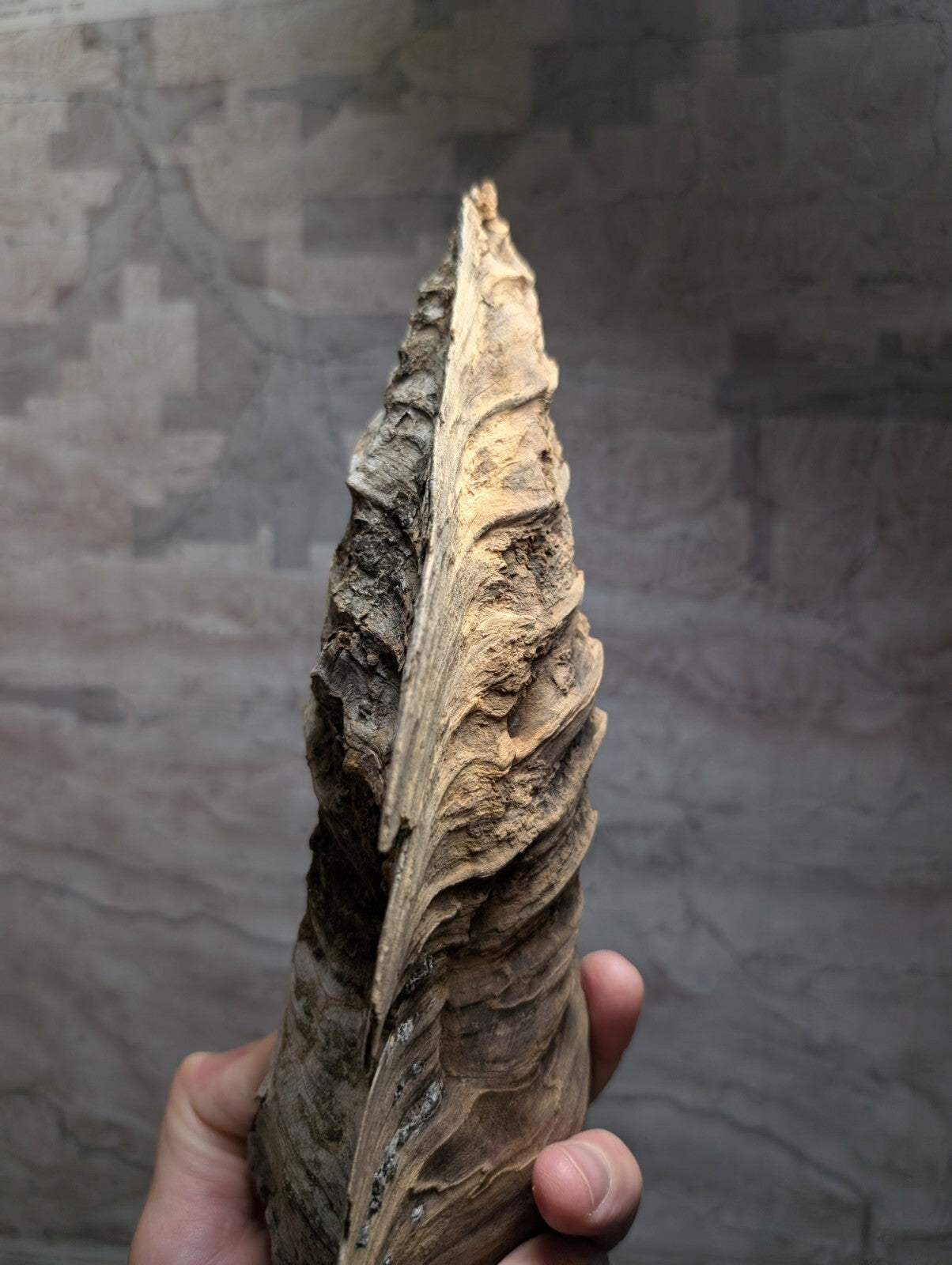 A weathered, dark brown and beige fossilized shell with intricate ridged textures.