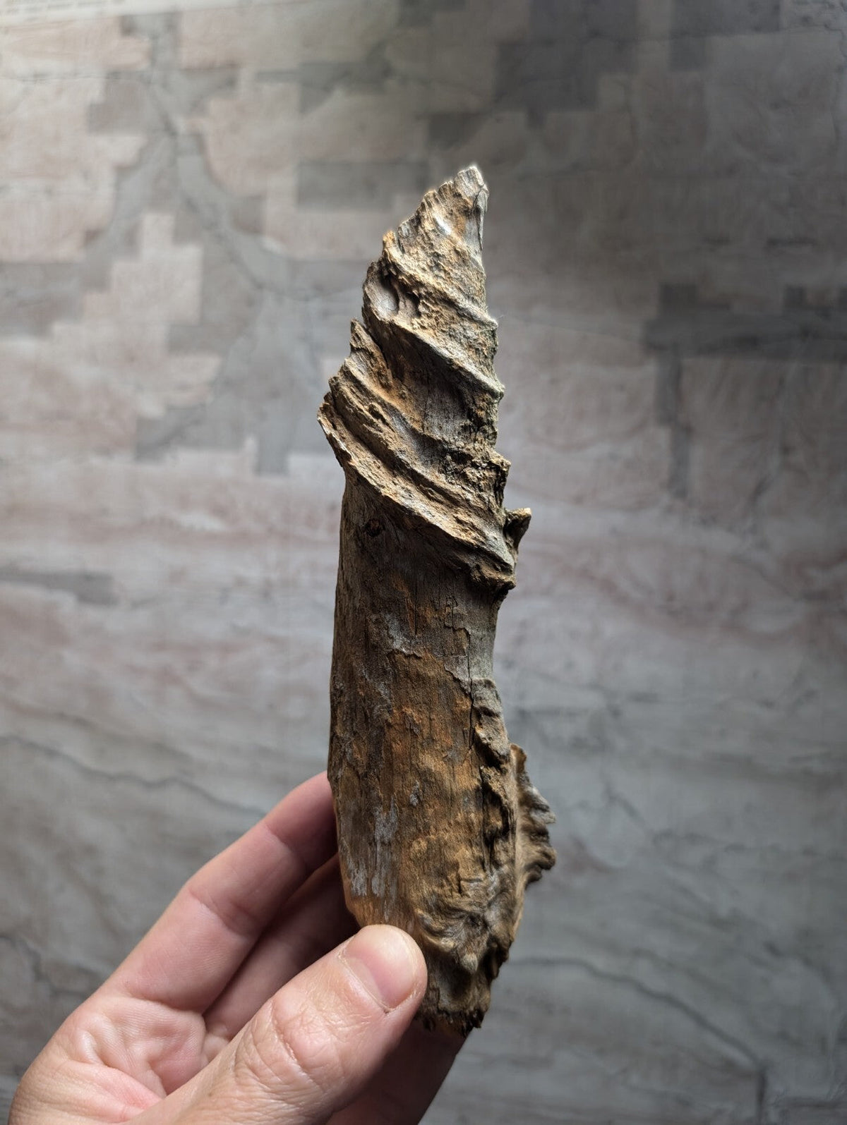A weathered, spiral-shaped piece of fossilized wood with a rough, textured surface and earthy brown tones.