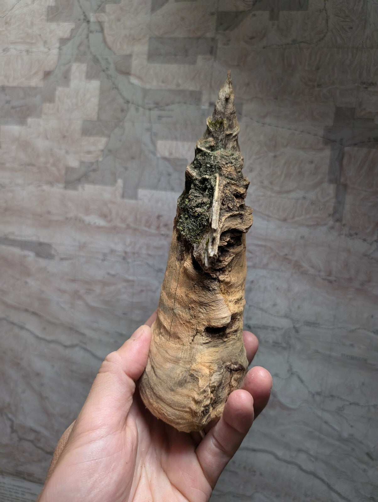 A weathered, brown bamboo shoot with a rough, textured surface and green moss growing along its upper section.