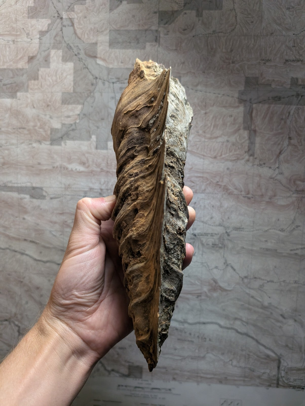A weathered, brown and gray fossilized leaf with intricate veining patterns.