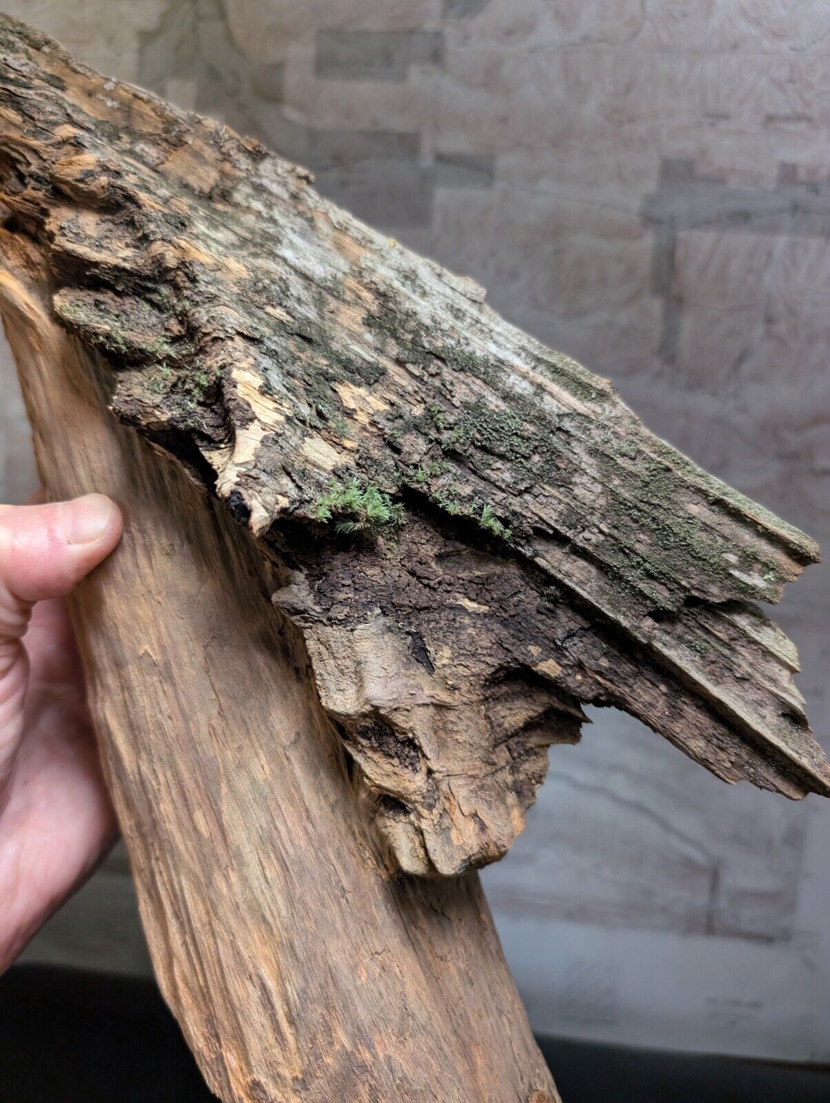 Natural Pine Knot Wooden Forest Decor Arkansas USA - Home Crafts Terrariums - Crafts:Multi-Purpose Craft