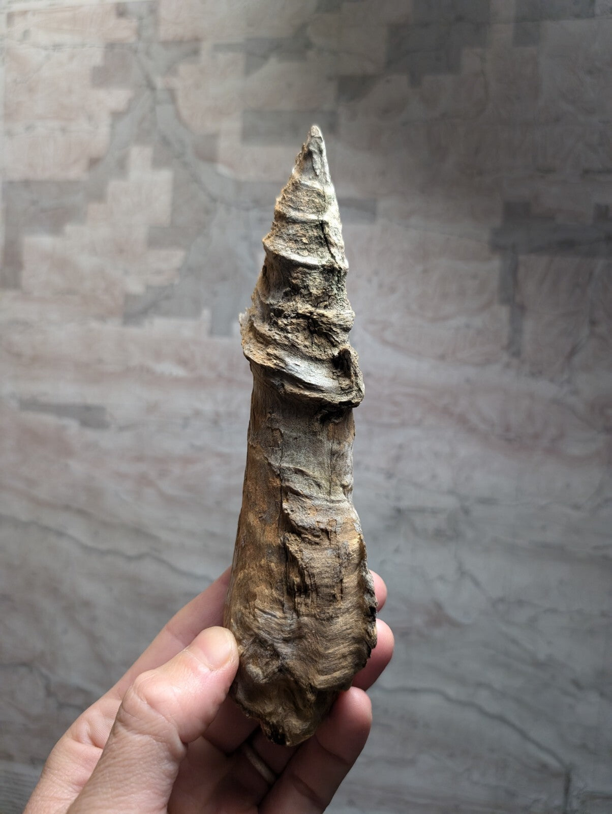 A weathered, brownish-gray fossilized horn with a spiral ridged texture and pointed tip.