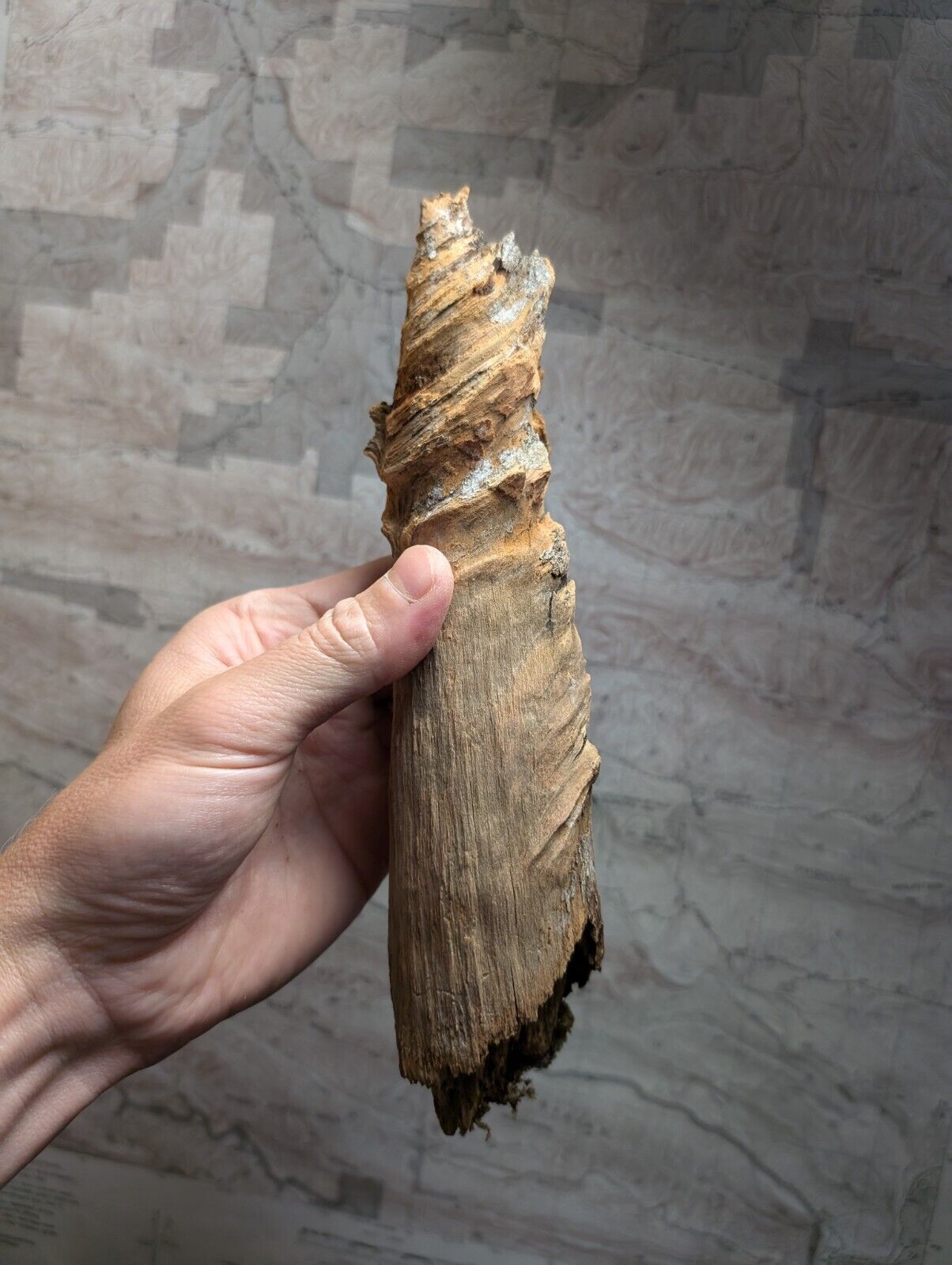 Natural Pine Knot Wooden Forest Decor Arkansas USA - Home Crafts Terrariums - Crafts:Multi-Purpose Craft