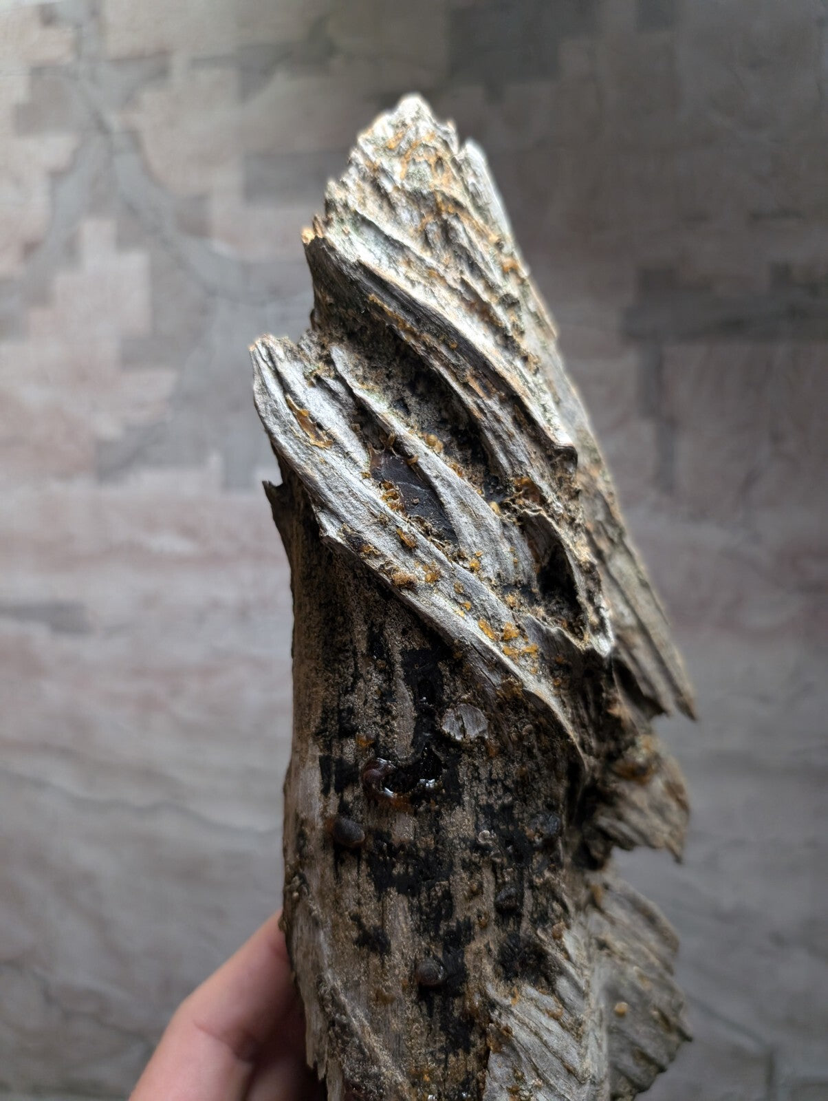 A weathered, grayish-brown piece of driftwood with a twisted, layered texture and patches of dark moss.