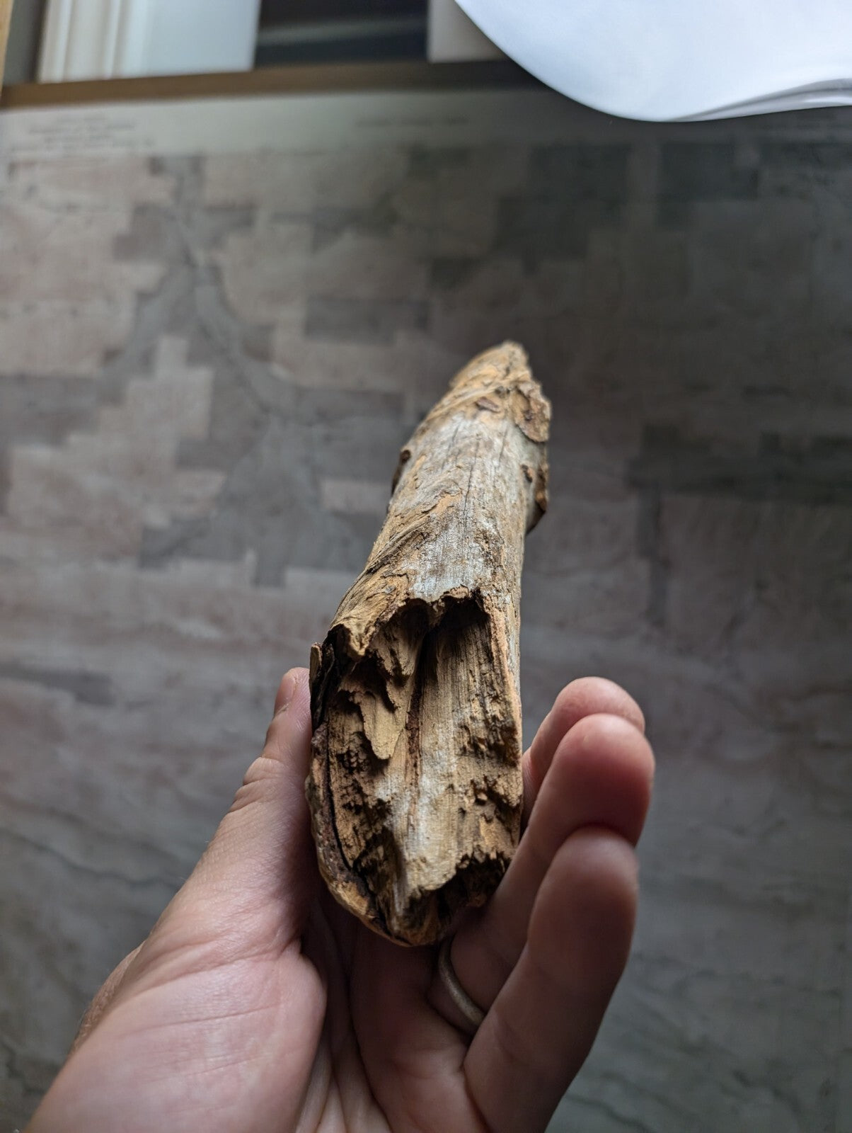 A weathered, light brown piece of driftwood with a rough, textured surface and natural cracks.
