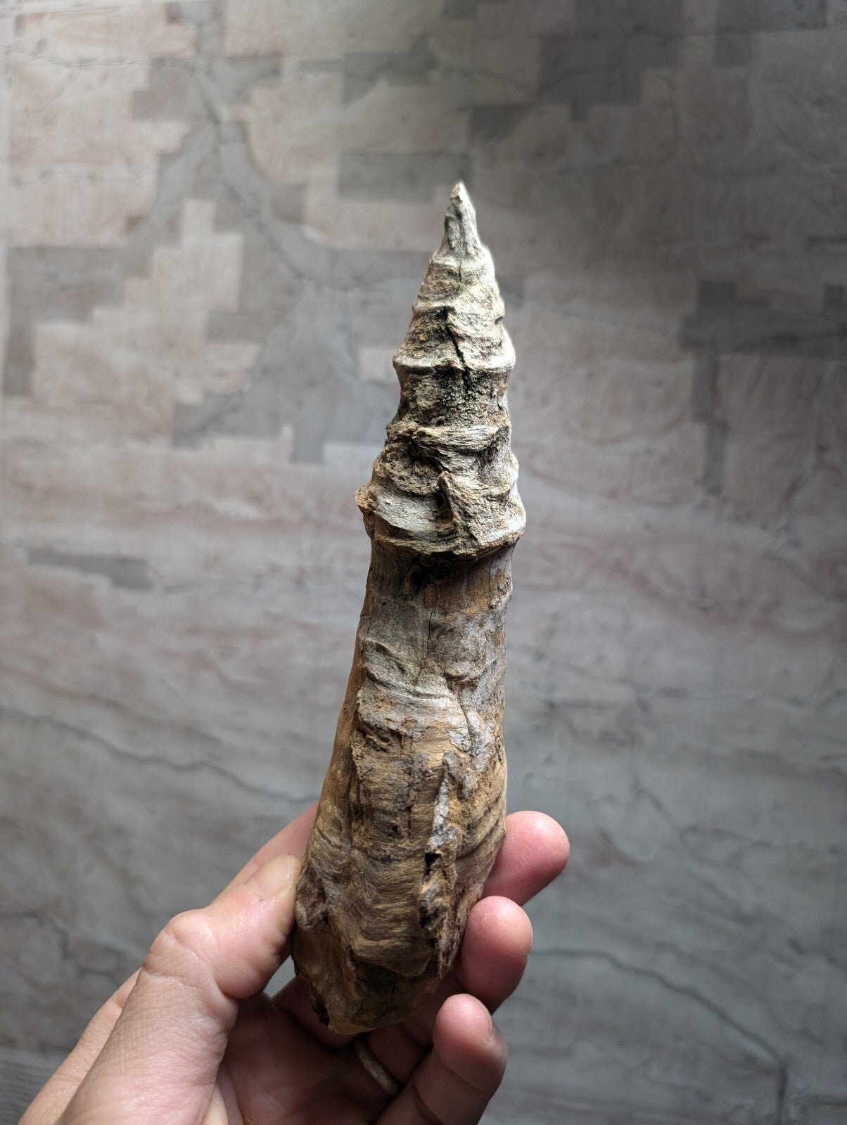 A weathered, textured fossilized horn with a pointed tip and layered ridges.