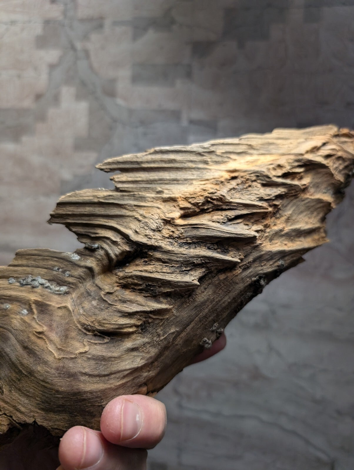 A rugged, naturally weathered piece of driftwood with layered, textured bark and a rich brown hue.