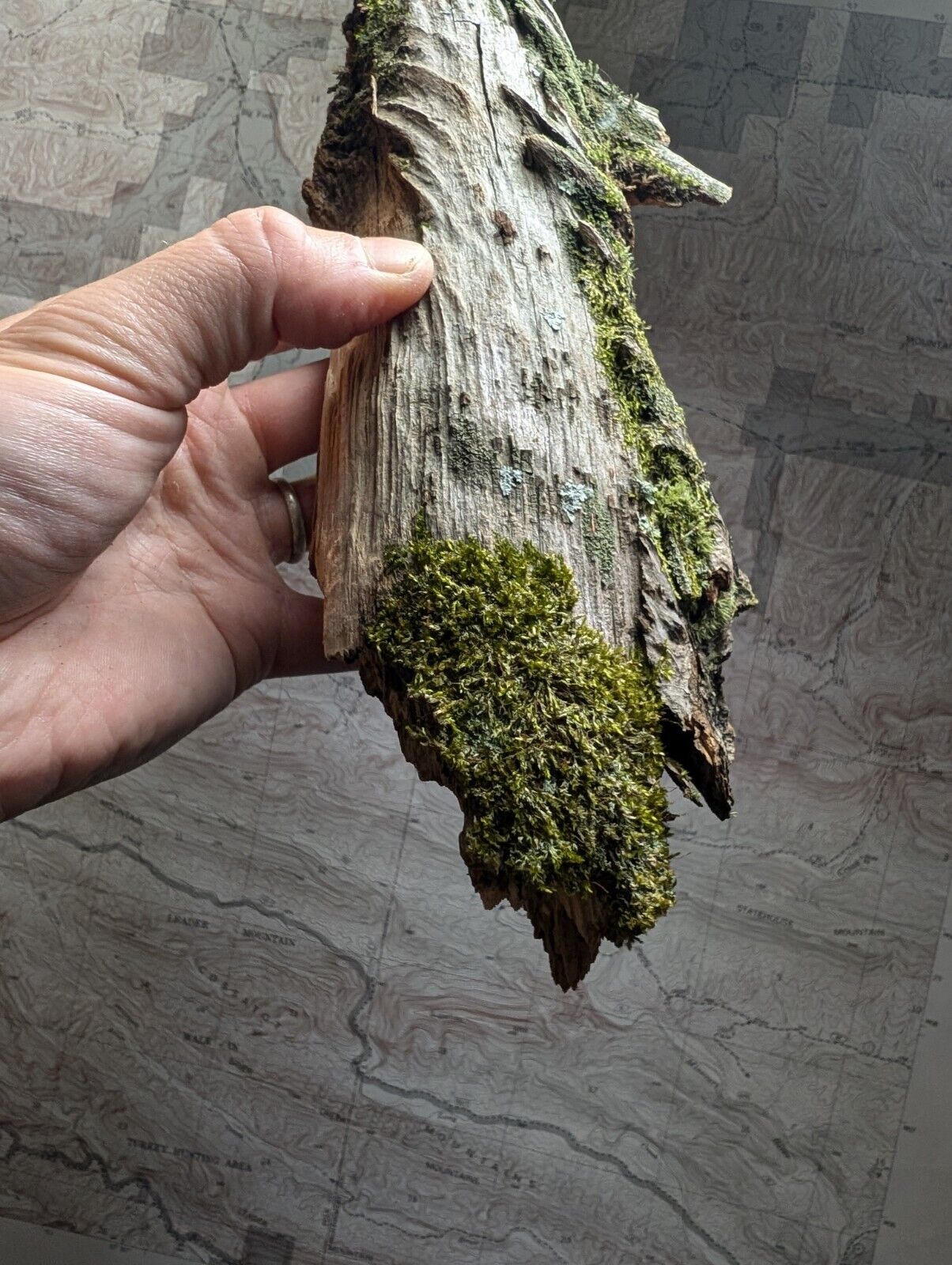 Natural Pine Knot Wooden Forest Decor Arkansas USA - Home Crafts Terrariums - Crafts:Multi-Purpose Craft
