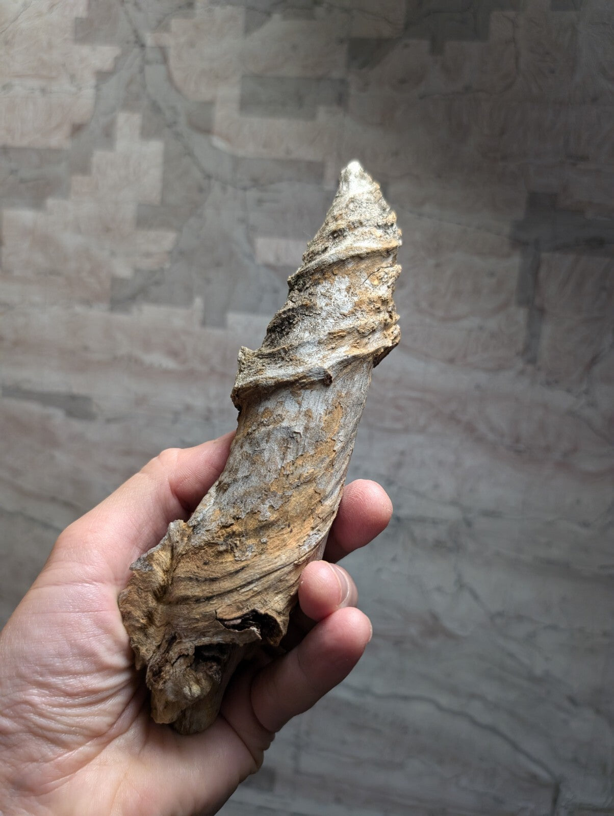A weathered, spiraling shell with a textured surface in shades of beige and brown.