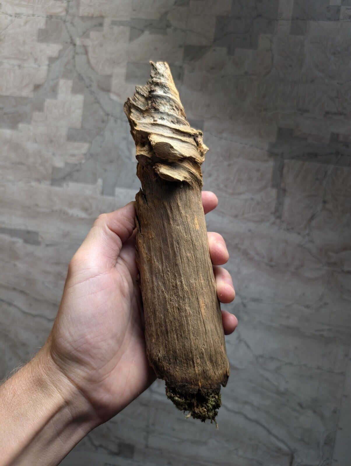 Natural Pine Knot Wooden Forest Decor Arkansas USA - Home Crafts Terrariums - Crafts:Multi-Purpose Craft