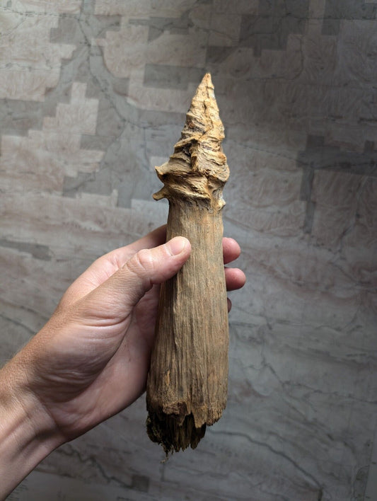 Natural Pine Knot Wooden Forest Decor Arkansas USA - Home Crafts Terrariums - Crafts:Multi-Purpose Craft