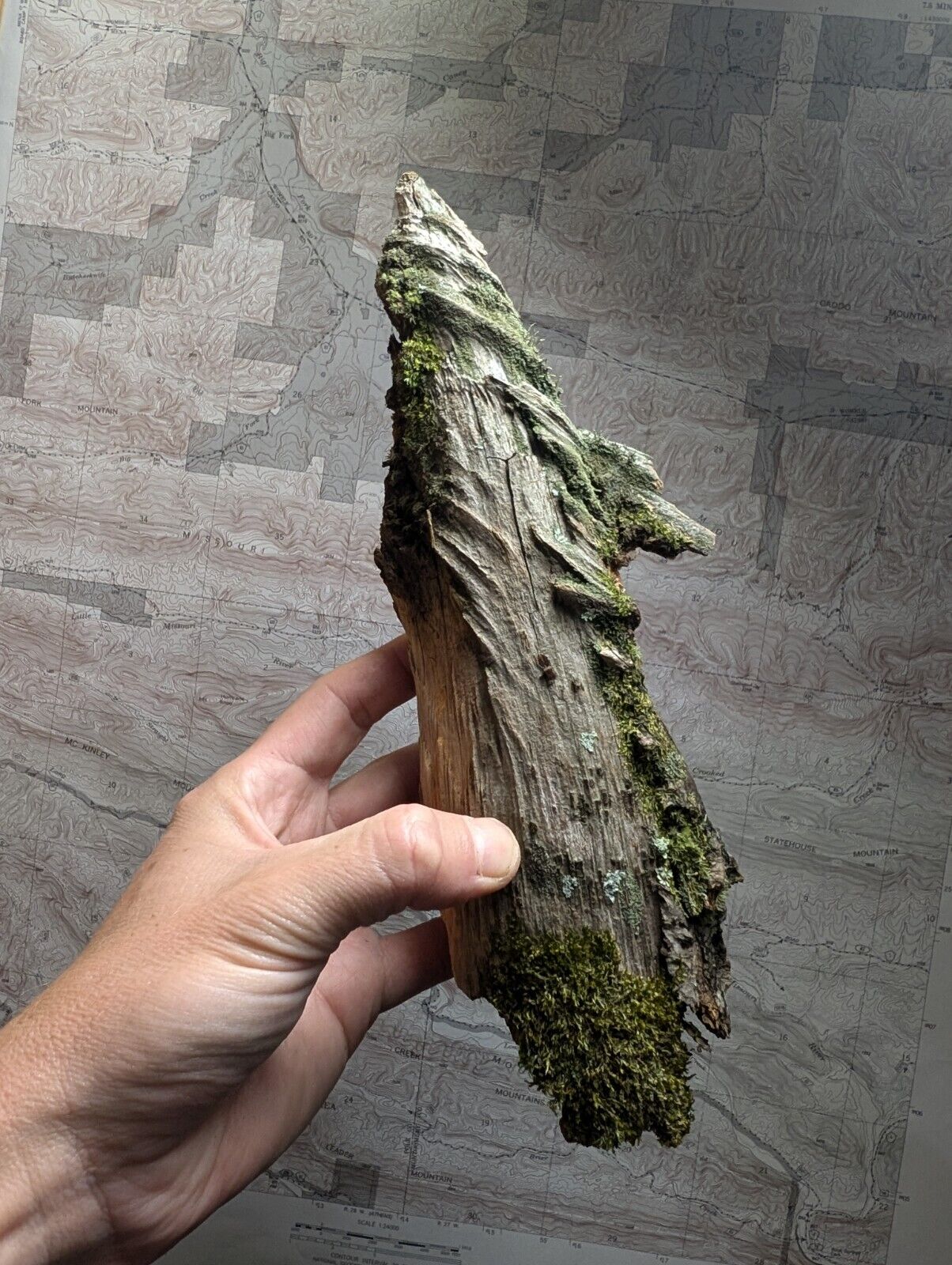 Natural Pine Knot Wooden Forest Decor Arkansas USA - Home Crafts Terrariums - Crafts:Multi-Purpose Craft