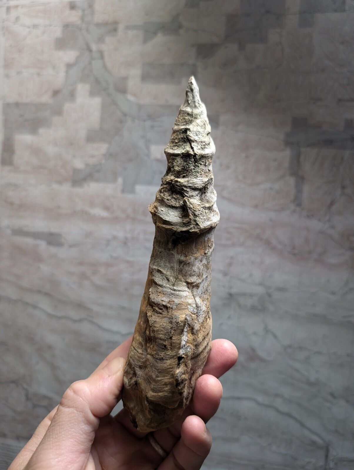 Fossilized horn-shaped object.