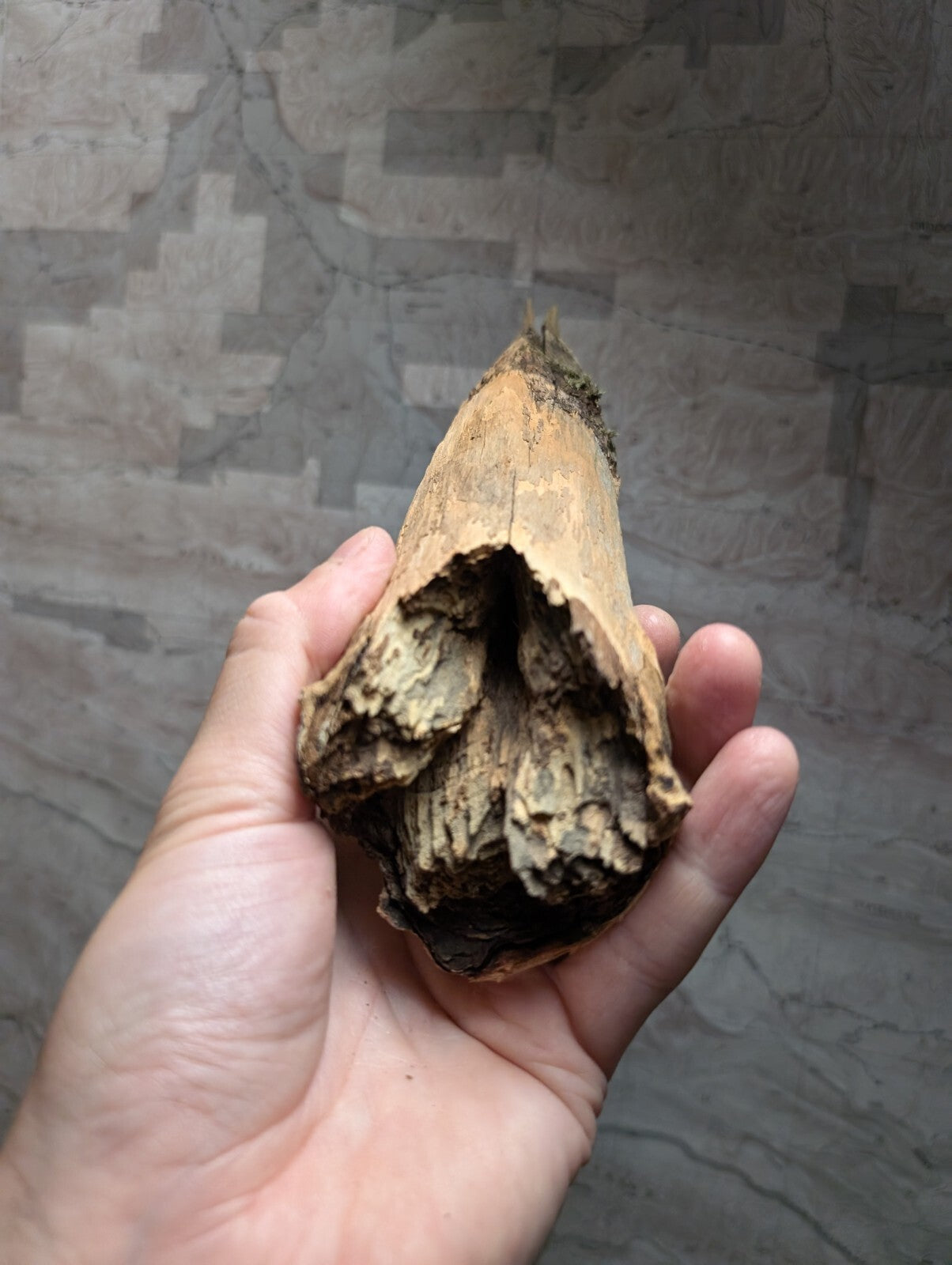 A weathered, light brown bone with a rough, textured surface and visible cracks.