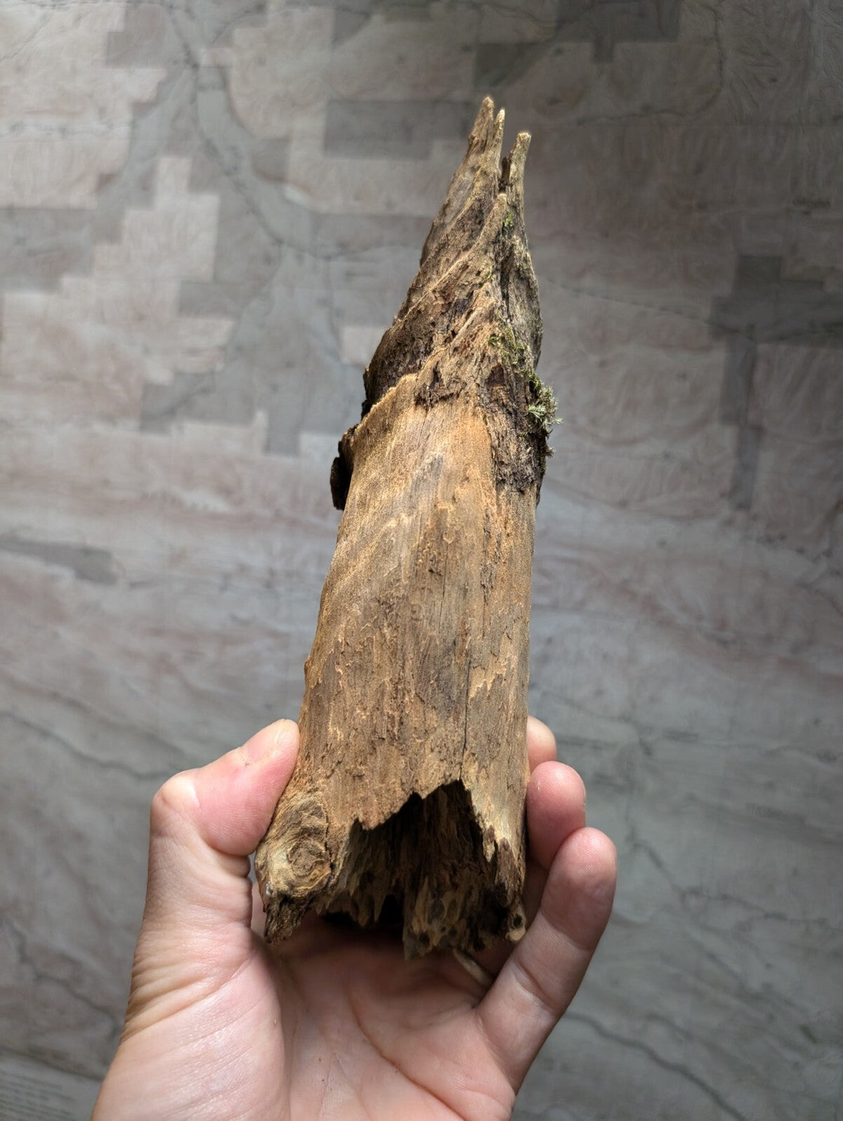 A weathered, light brown piece of driftwood with a rough texture and natural bark patterns.