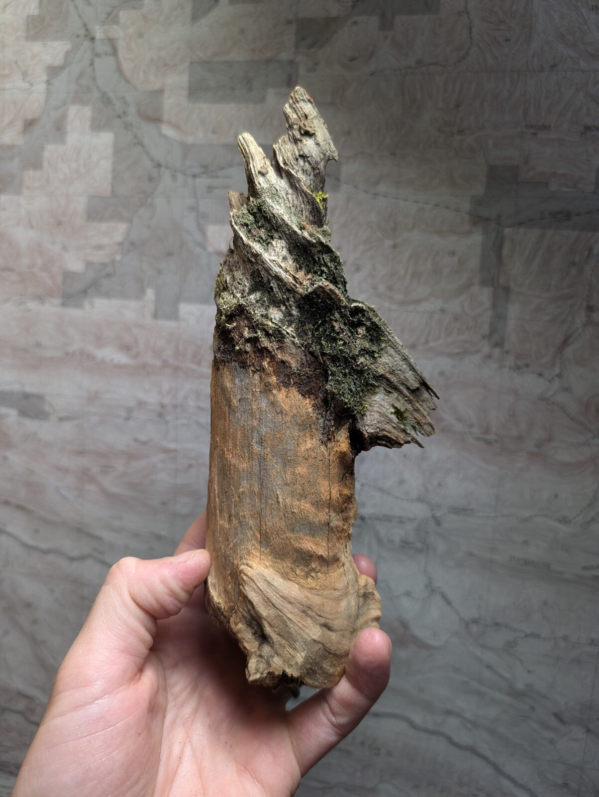 A weathered, twisted piece of driftwood with a rough, textured surface and patches of green moss clinging to its upper section.