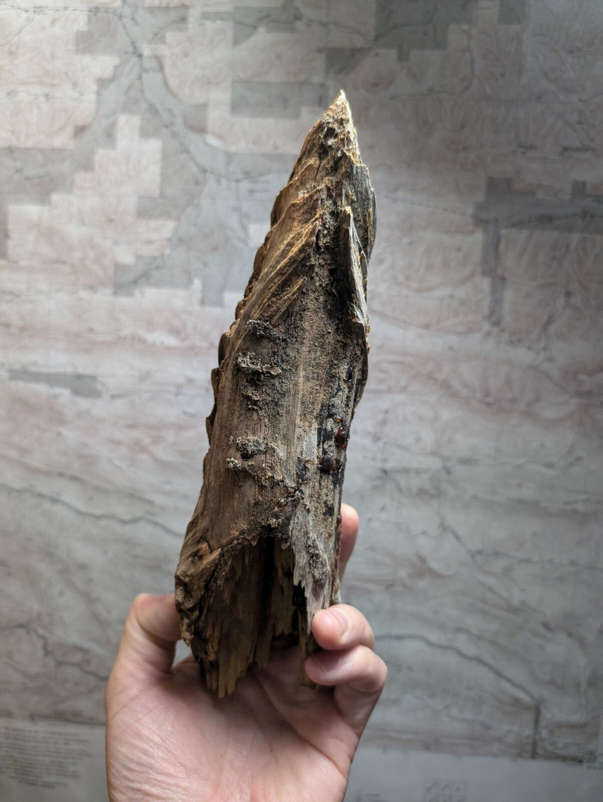 A weathered, dark brown fossilized tooth with a rough, textured surface and jagged edges.