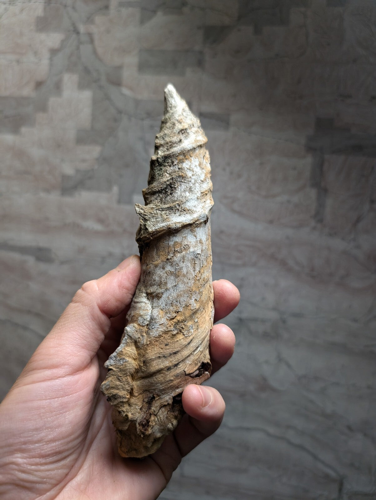 A weathered, spiral-shaped fossilized horn with a textured surface in shades of beige and gray.