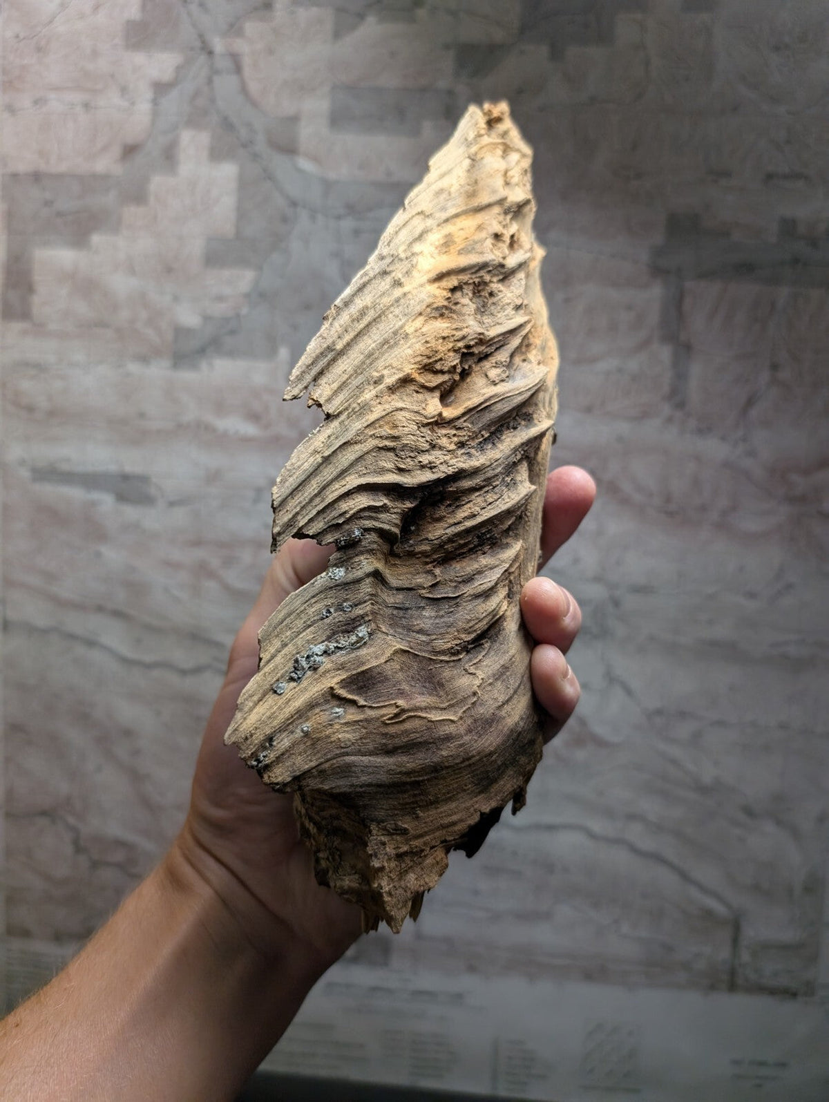 A weathered, light brown wasp nest with layered, textured ridges and a rough, natural surface.