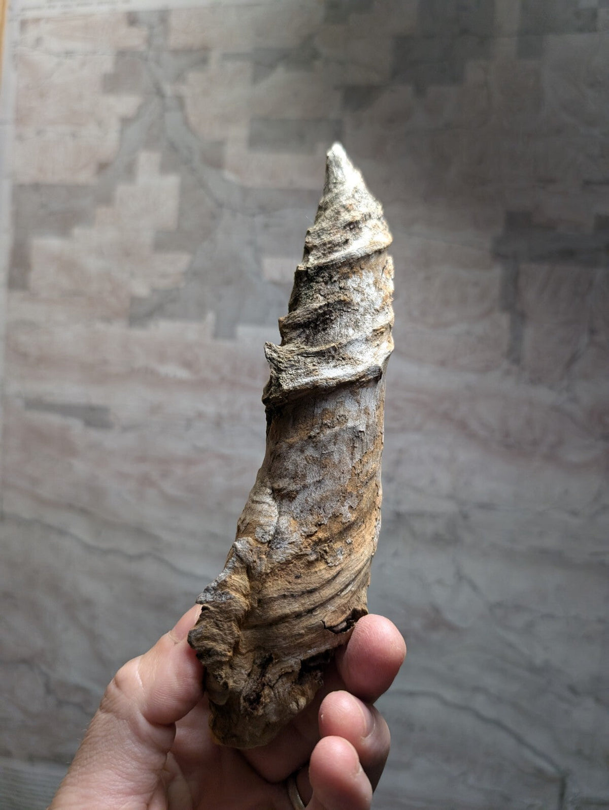 A weathered, spiral-shaped horn with a textured surface and natural earthy tones.