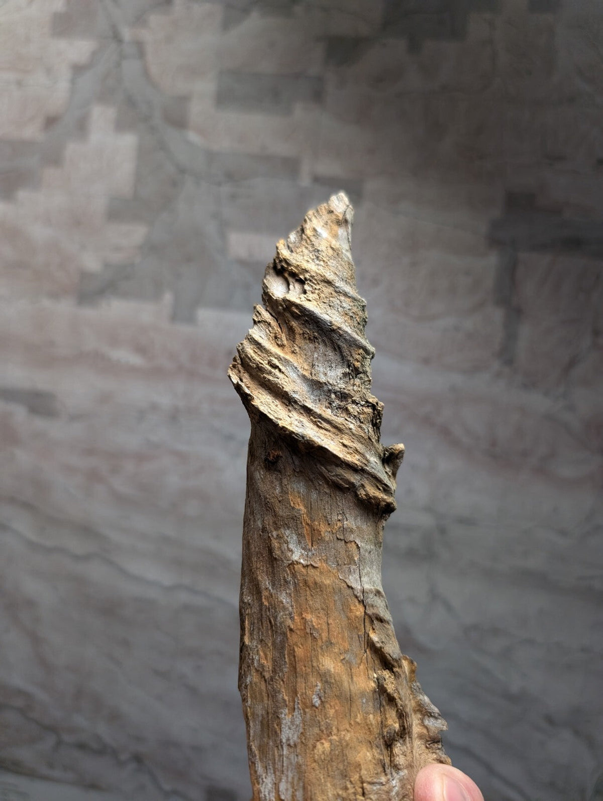 A weathered, twisted piece of driftwood with a rough, textured surface and natural brown tones.