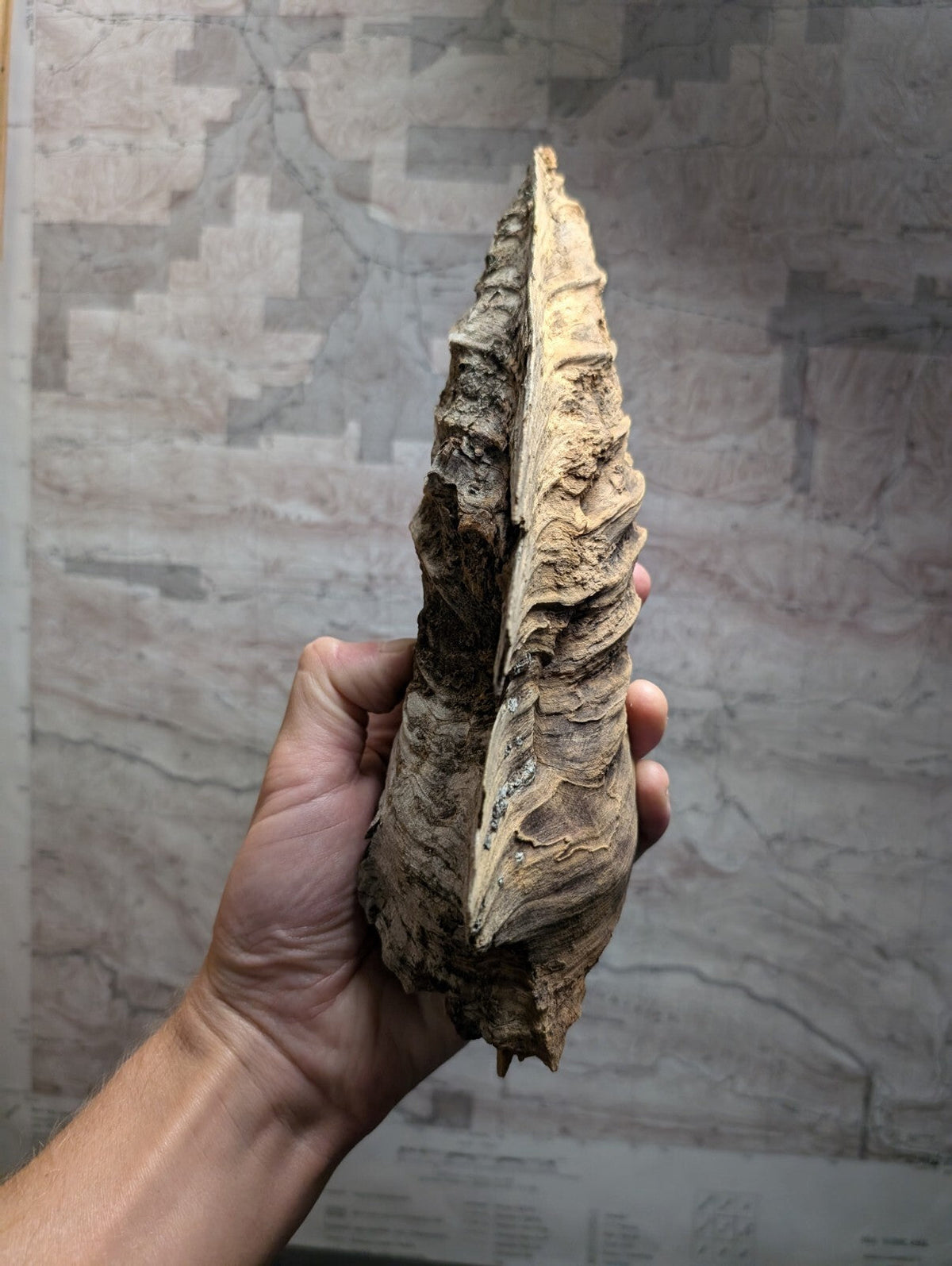 A hand holds a weathered, beige and brown fossilized hornet’s nest with rough, layered textures.