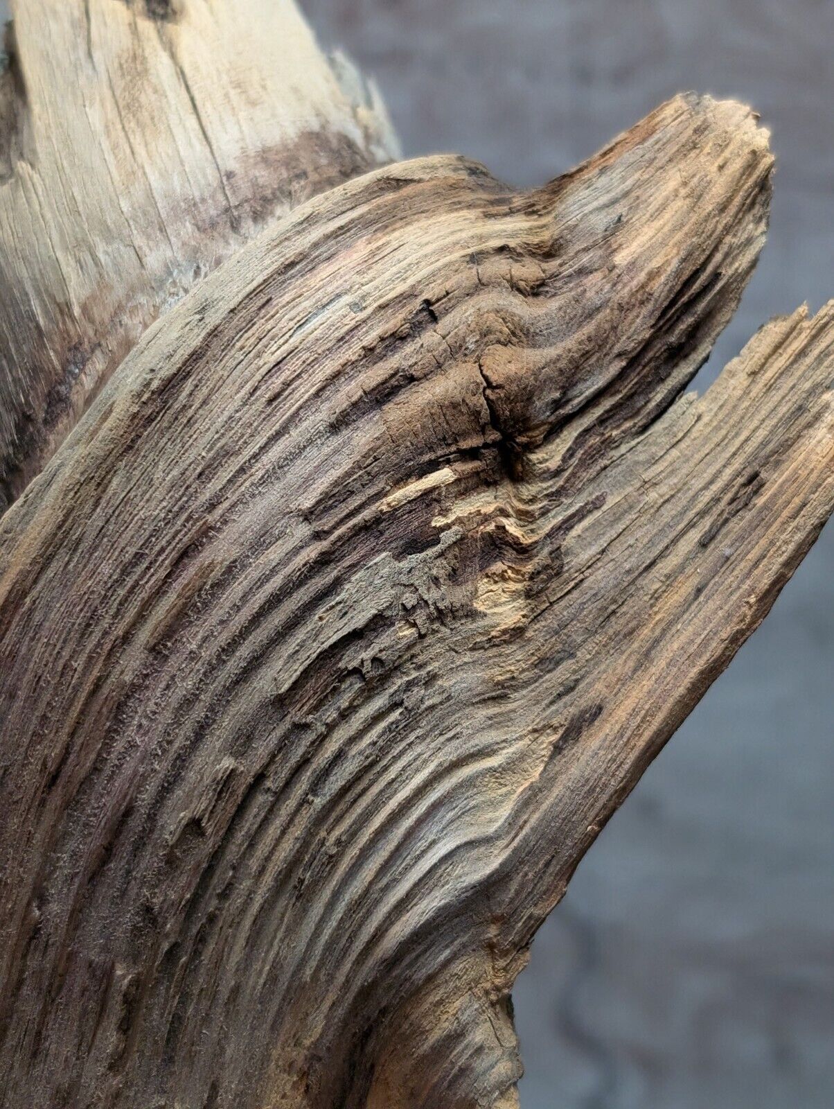 Natural Wood with Moss - Forest Decor - Arkansas USA - Home Crafts Terrariums - Crafts:Multi-Purpose Craft