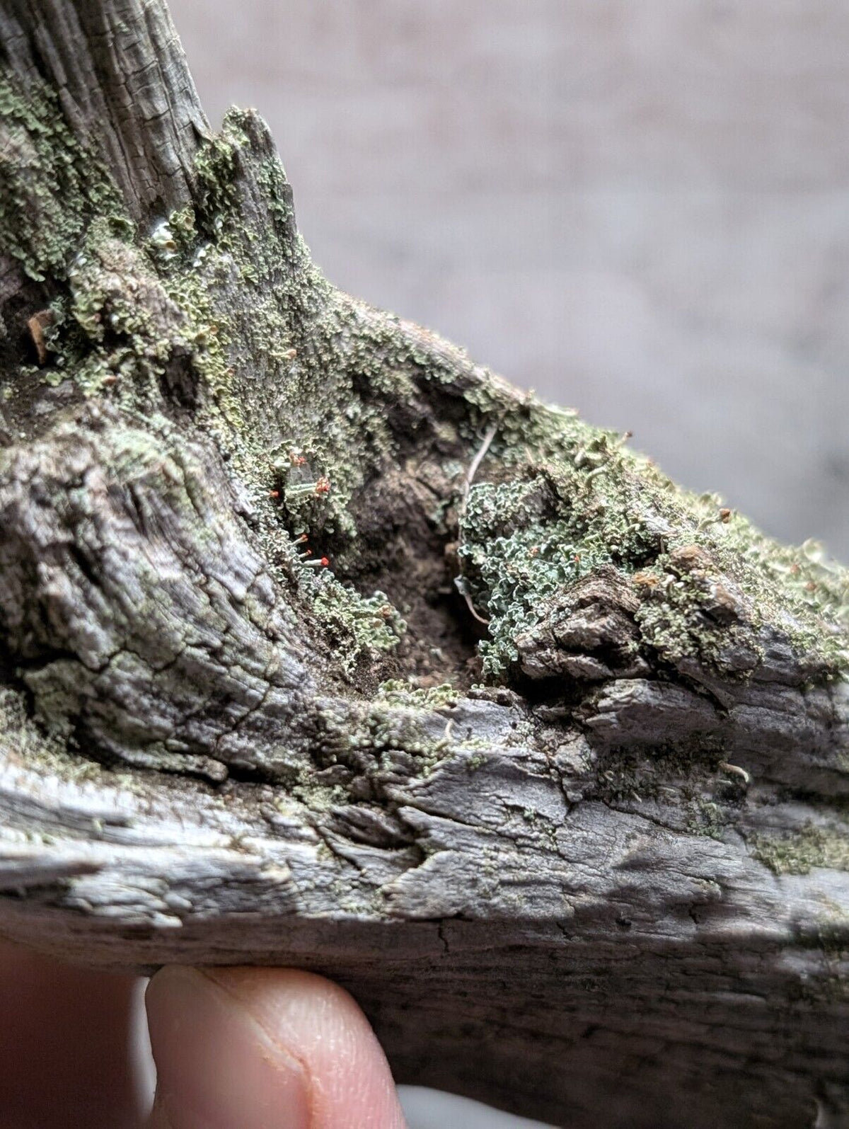 Natural Wood with Moss - Forest Decor - Arkansas USA - Home Crafts Terrariums - Crafts:Multi-Purpose Craft