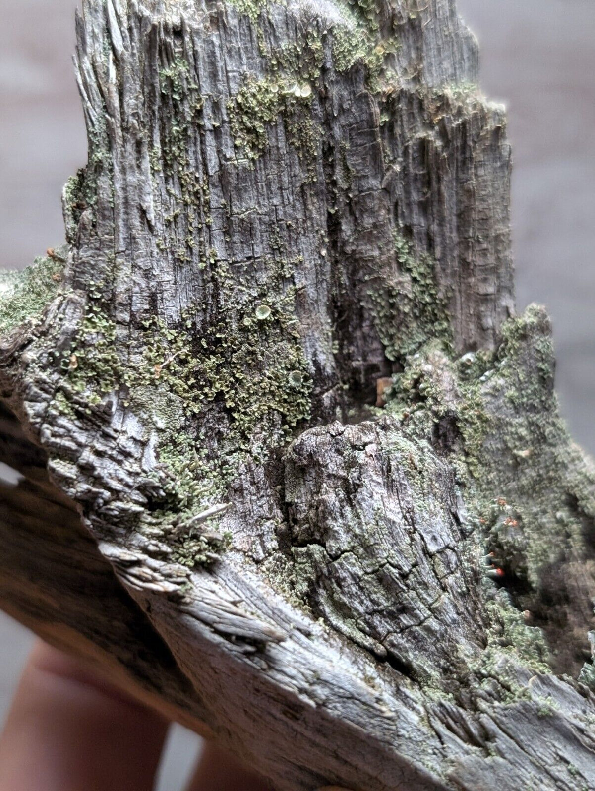 Natural Wood with Moss - Forest Decor - Arkansas USA - Home Crafts Terrariums - Crafts:Multi-Purpose Craft