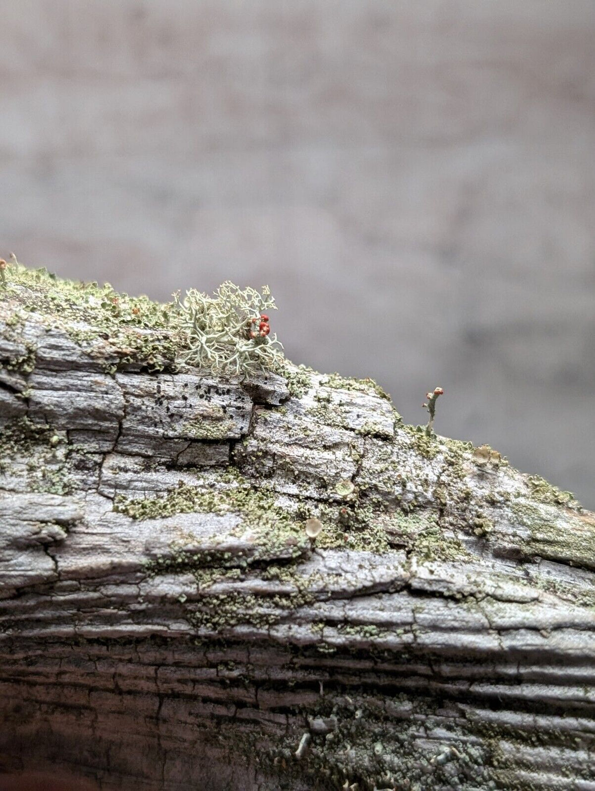 Natural Wood with Moss - Forest Decor - Arkansas USA - Home Crafts Terrariums - Crafts:Multi-Purpose Craft