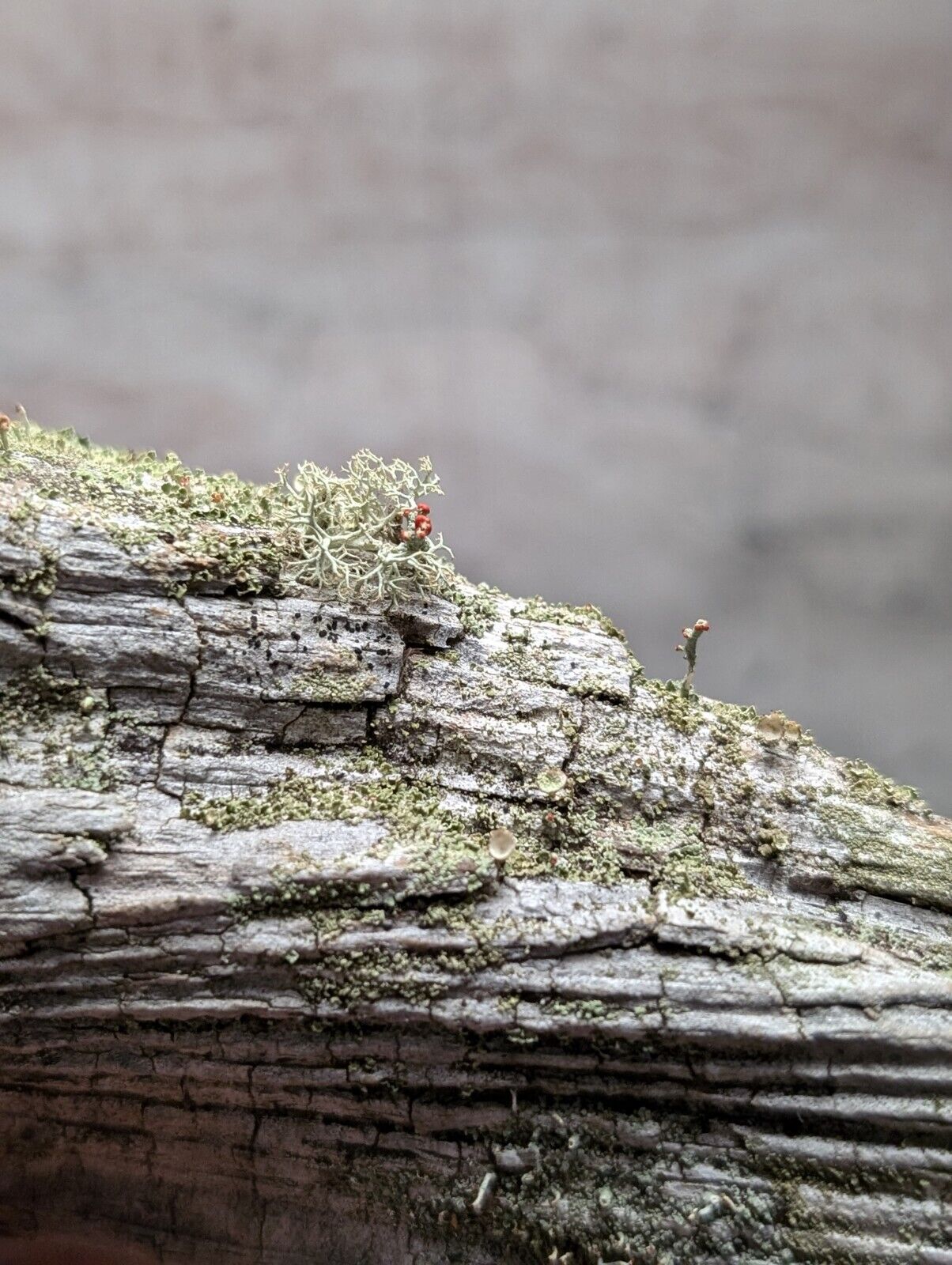 Natural Wood with Moss - Forest Decor - Arkansas USA - Home Crafts Terrariums - Crafts:Multi-Purpose Craft