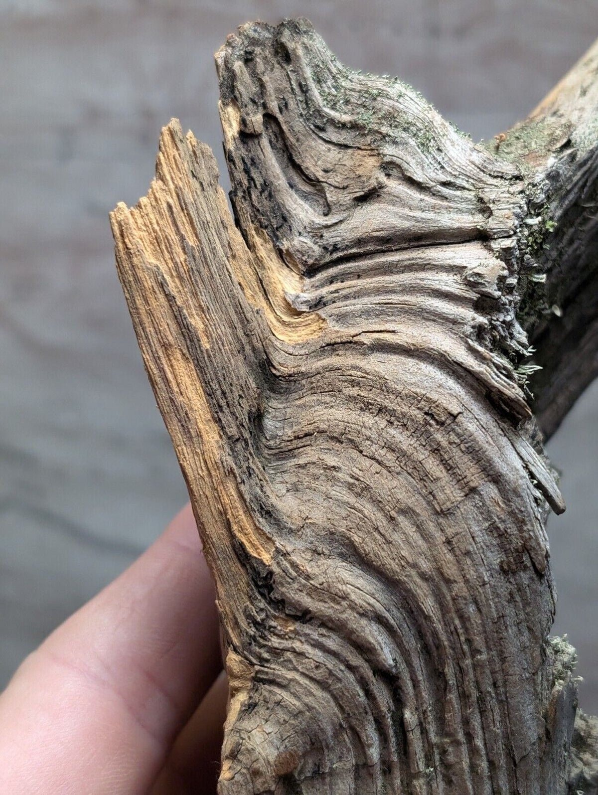 Natural Wood with Moss - Forest Decor - Arkansas USA - Home Crafts Terrariums - Crafts:Multi-Purpose Craft