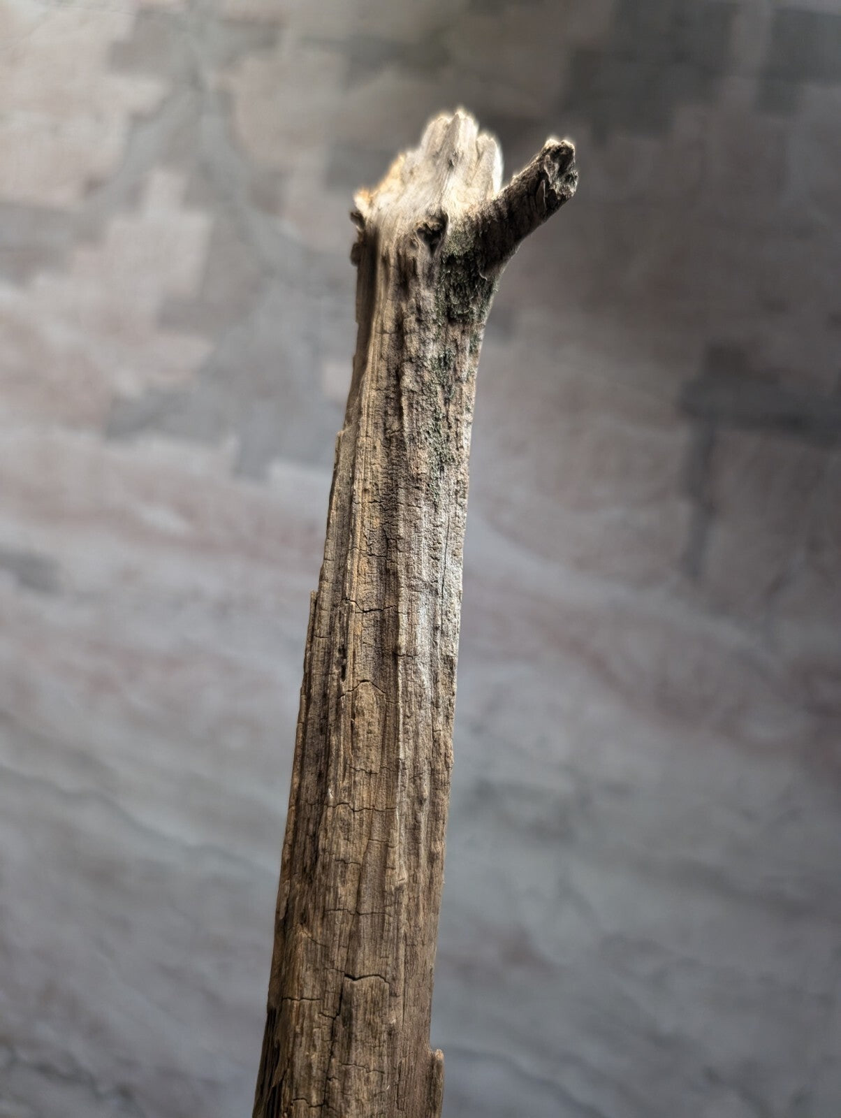 A weathered, grayish-brown driftwood branch with a rough, cracked surface and an irregularly split top.
