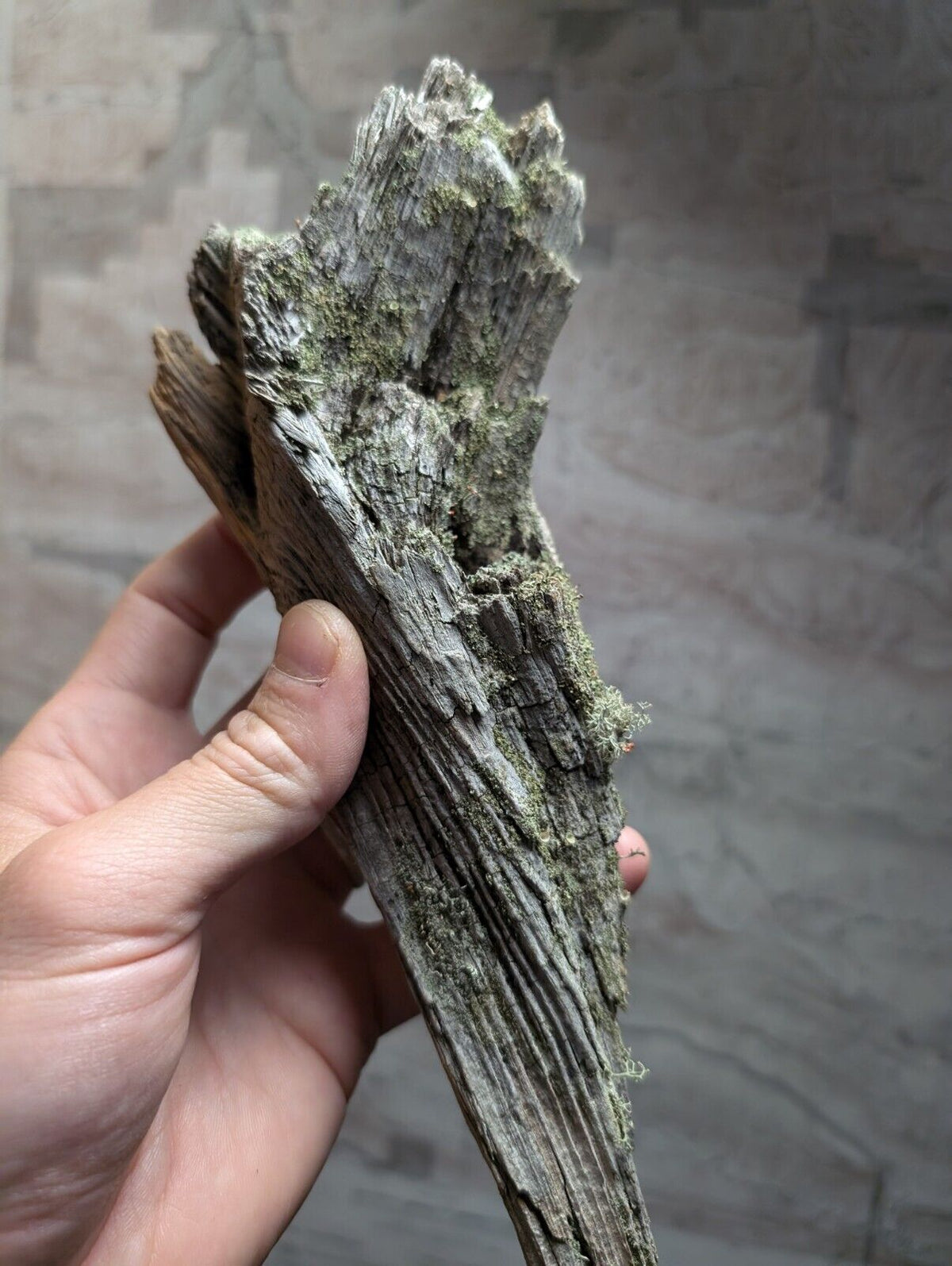 Natural Wood with Moss - Forest Decor - Arkansas USA - Home Crafts Terrariums - Crafts:Multi-Purpose Craft