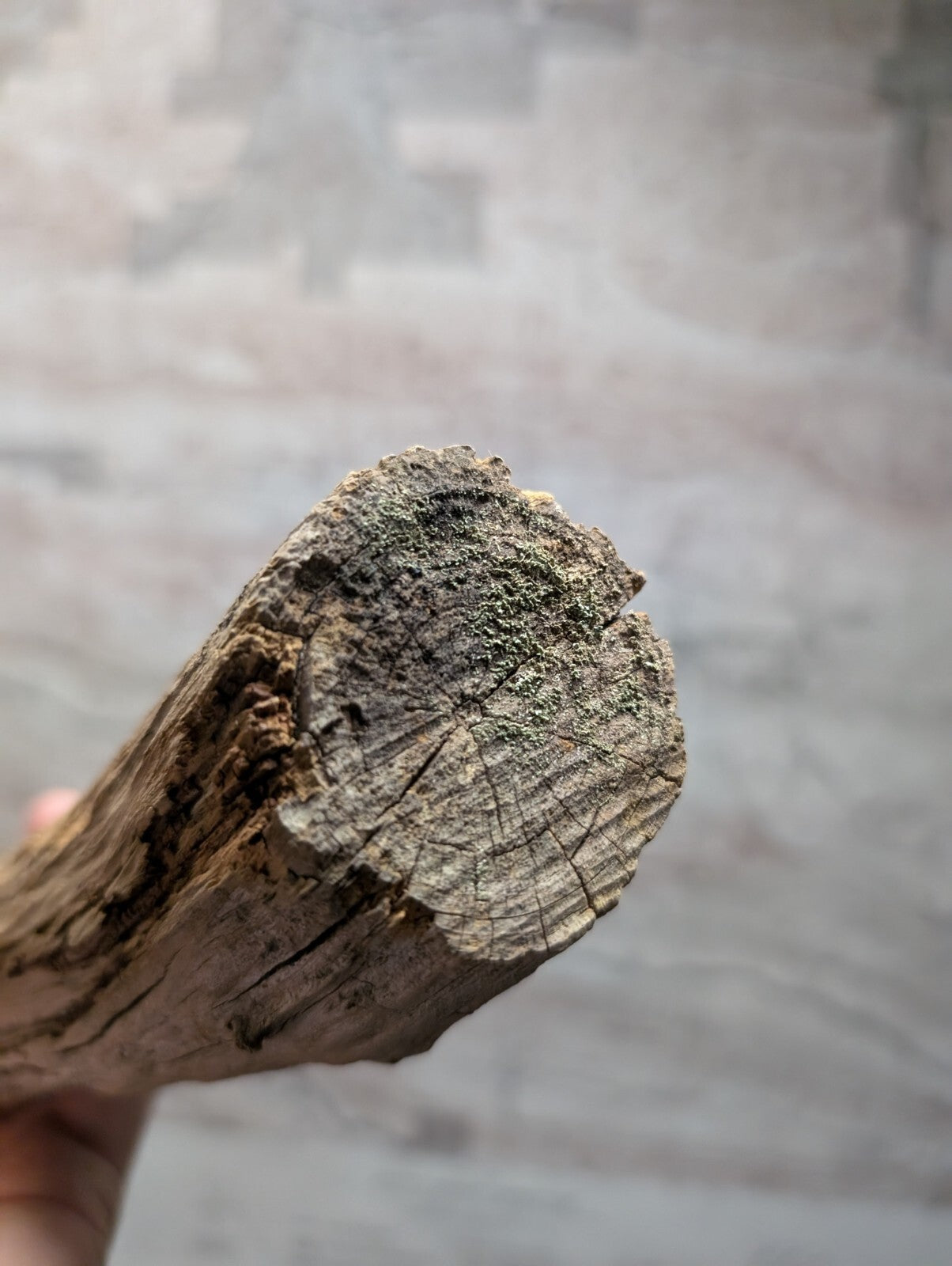 Weathered, grayish-brown driftwood with visible grain and cracks.