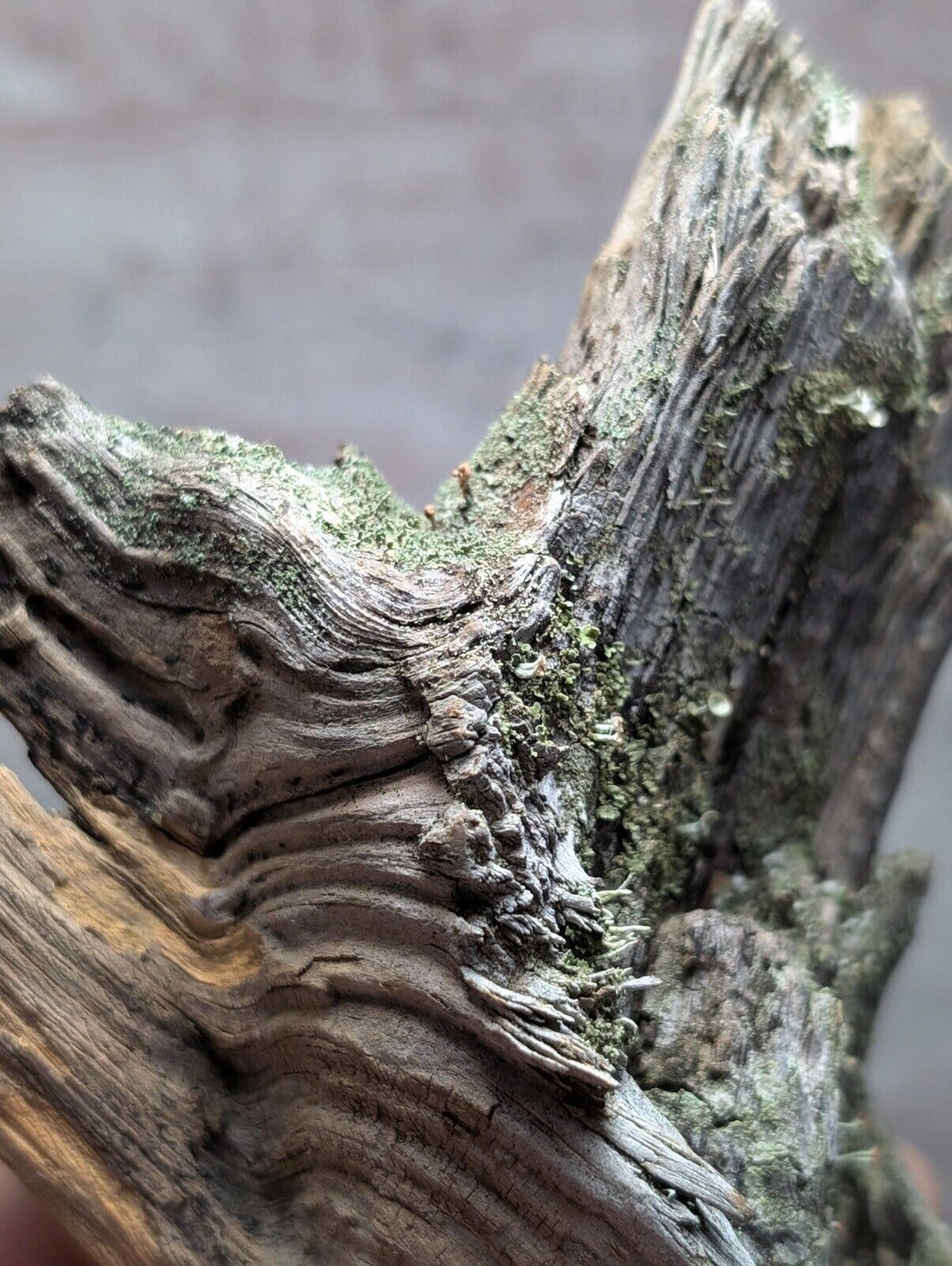 Natural Wood with Moss - Forest Decor - Arkansas USA - Home Crafts Terrariums - Crafts:Multi-Purpose Craft