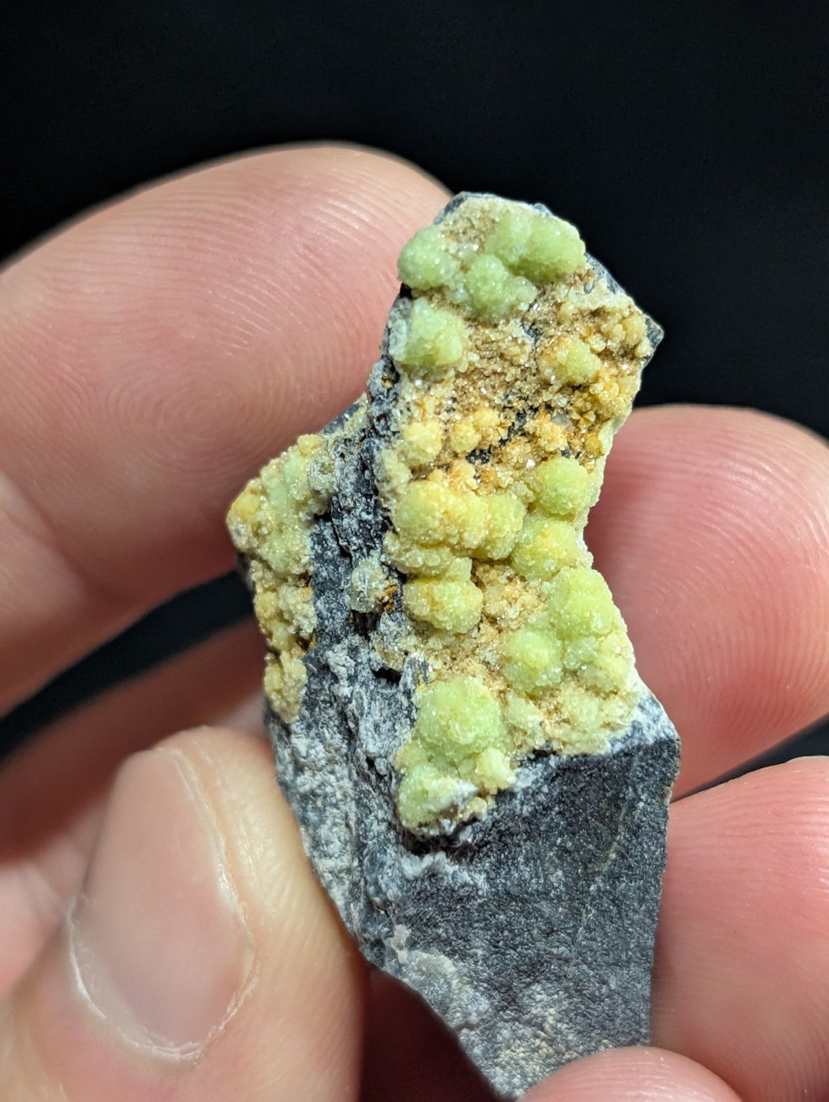 A hand holds a dark gray rock specimen featuring clusters of vibrant lime green and golden yellow mineral formations.