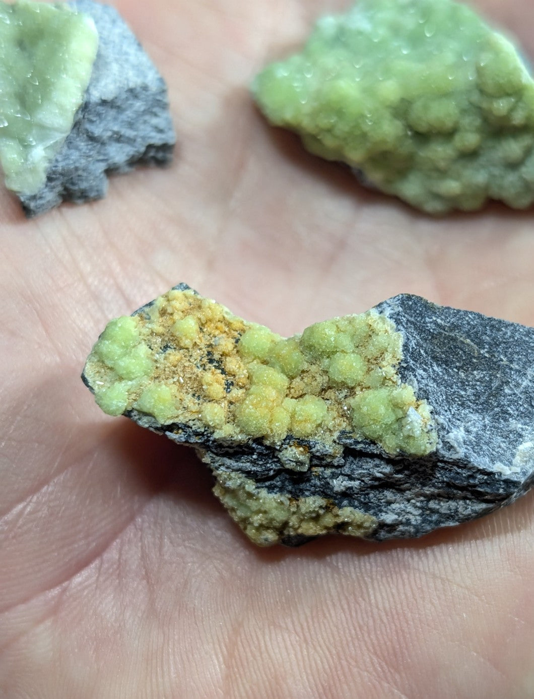 A hand holds a dark gray rock specimen featuring vibrant green, bumpy mineral formations with specks of yellowish material.