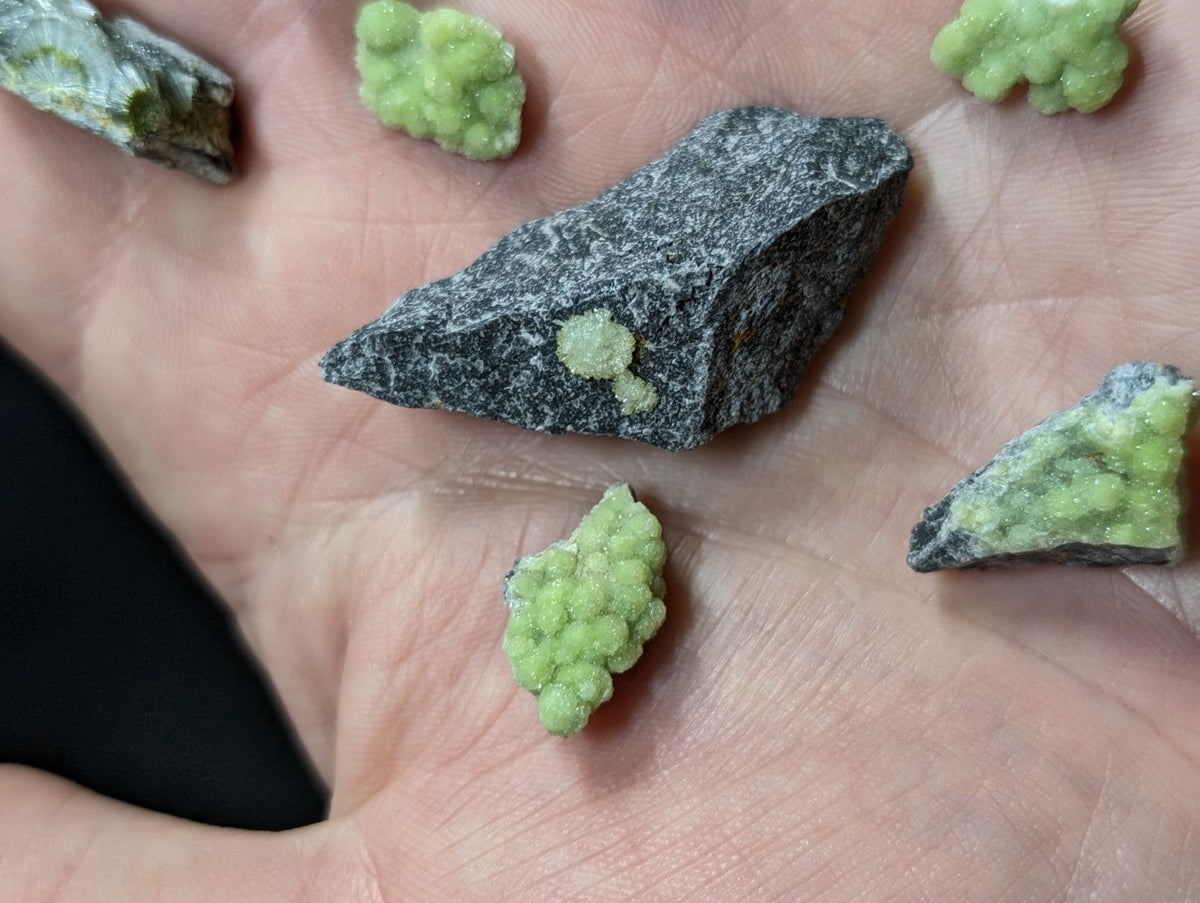 A hand holds a set of 8 wavellite specimens with vibrant green crystalline growths on dark gray rock fragments from Mauldin Mountain Arkansas