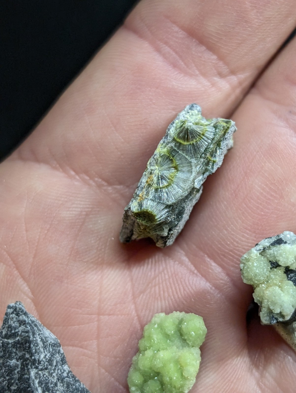 A green and gray fossilized coral specimen with a textured segmented surface from a set of 8 wavellite specimens from mauldin mountain arkansas