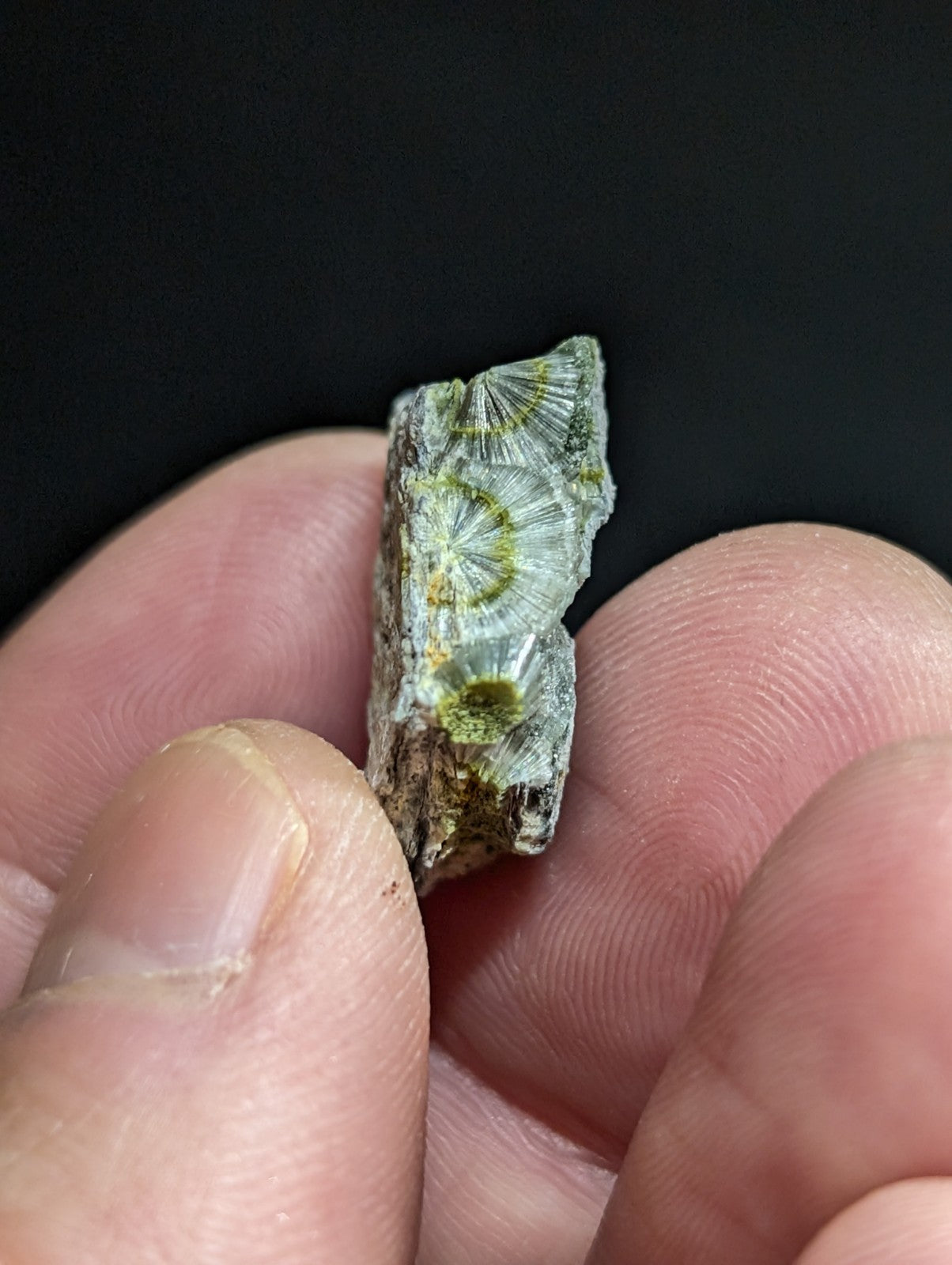 A pale green and white fossilized coral fragment with intricate radial patterns, held delicately between fingers.