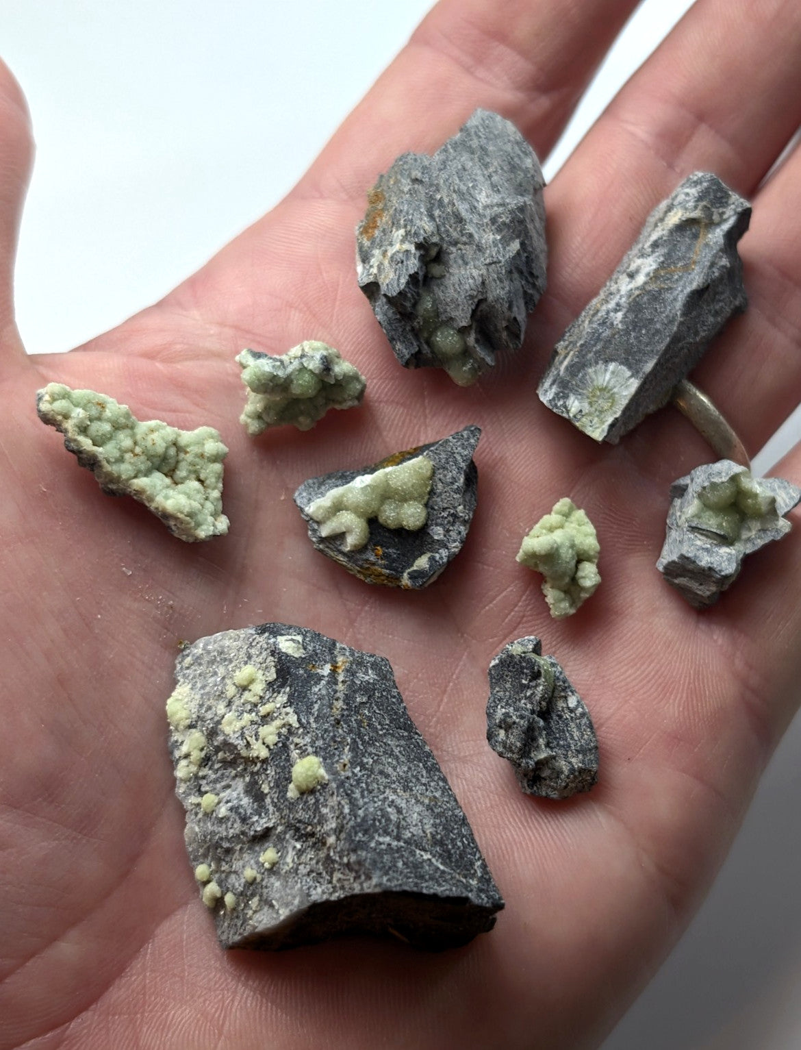 A hand holds a collection of dark gray rock fragments, each adorned with patches and clusters of light green mineral formations.
