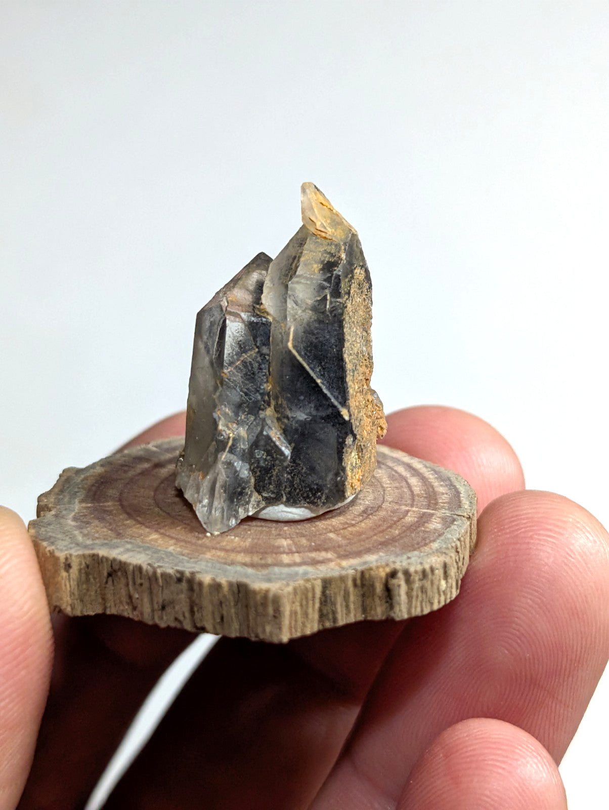 A dark, translucent crystal with sharp facets and a golden-brown mineral inclusion rests on a circular wooden slice.