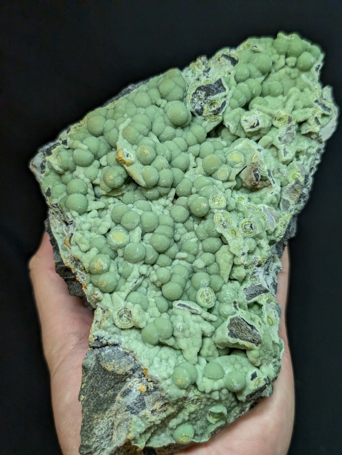 A hand holds a geological specimen featuring clusters of light green, rounded nodules growing on a darker grayish rock base.