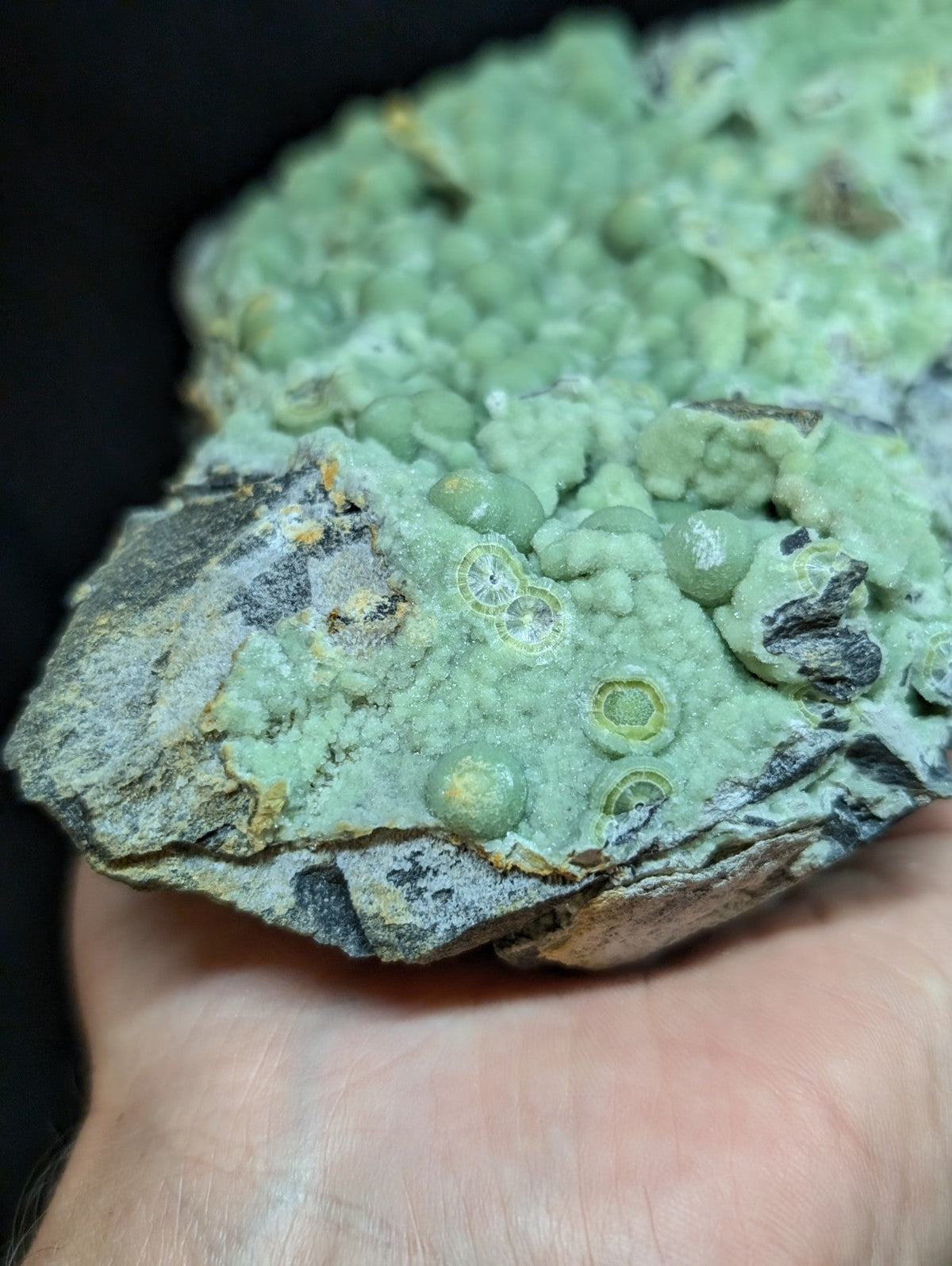 A hand holds a geological specimen featuring clusters of pale green, rounded nodules with concentric rings and embedded in a darker grayish rock matrix.