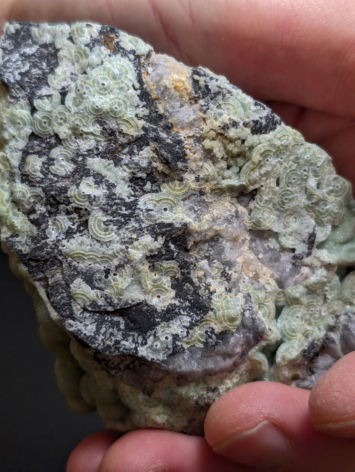 A hand holds a piece of greenish-gray fossilized coral rock with intricate, circular patterns and speckled black and white mineral veins.