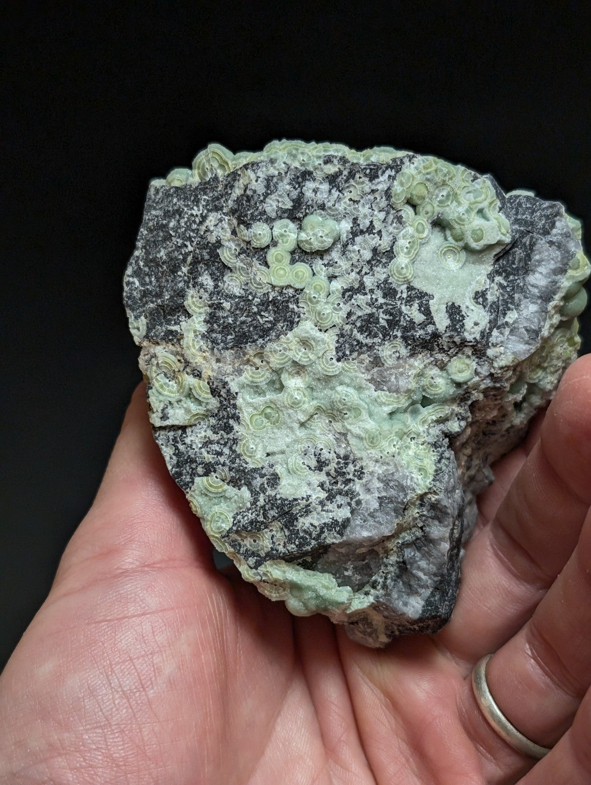 A hand holds a dark gray rock with intricate, light green fossilized coral formations.